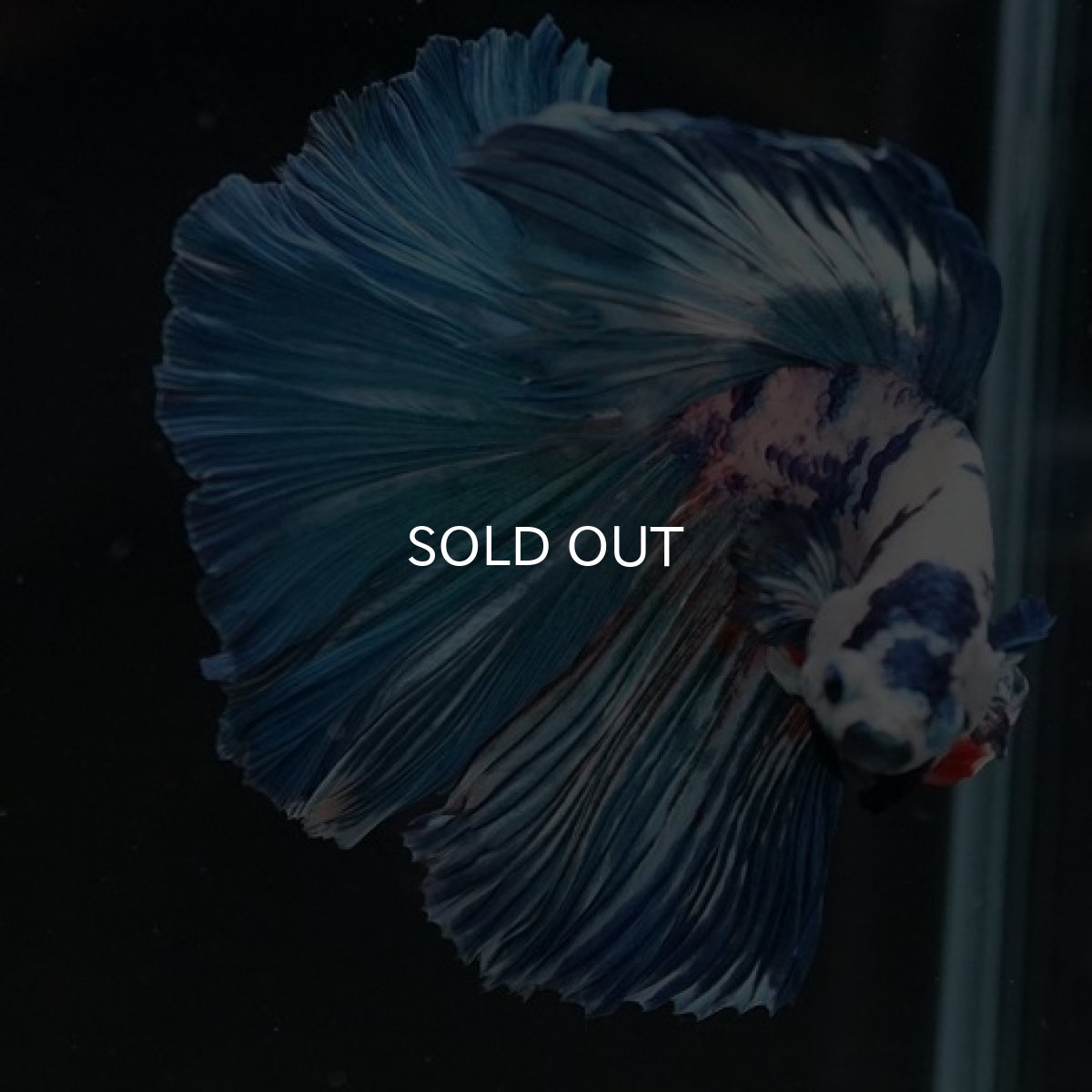 画像7: HM　ホワイトブルーマーブル (7)