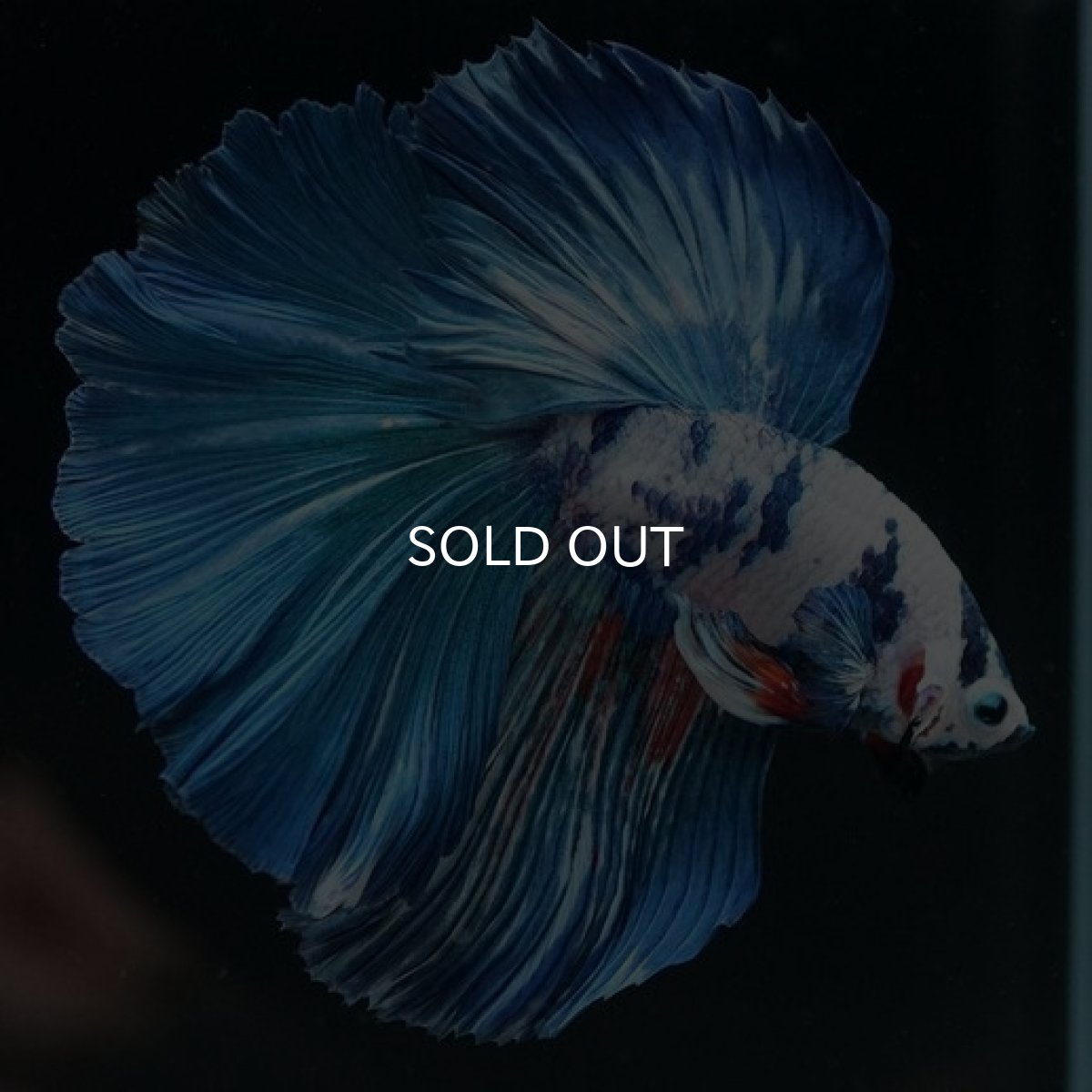 画像5: HM　ホワイトブルーマーブル (5)