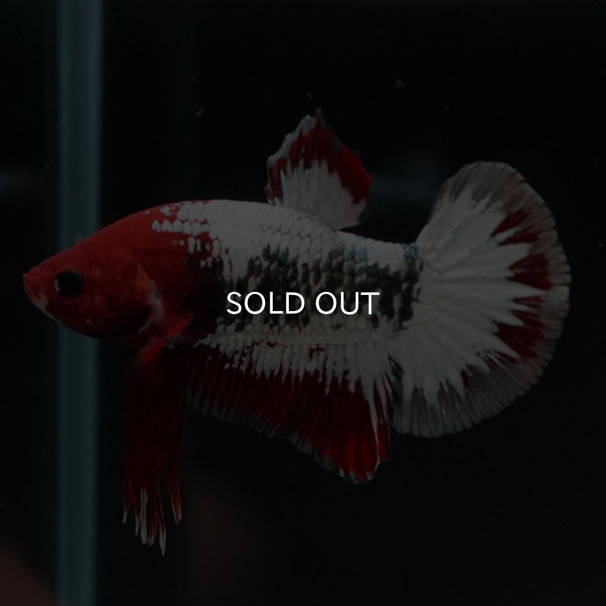 画像5: HMPK　ヘルボーイ (5)