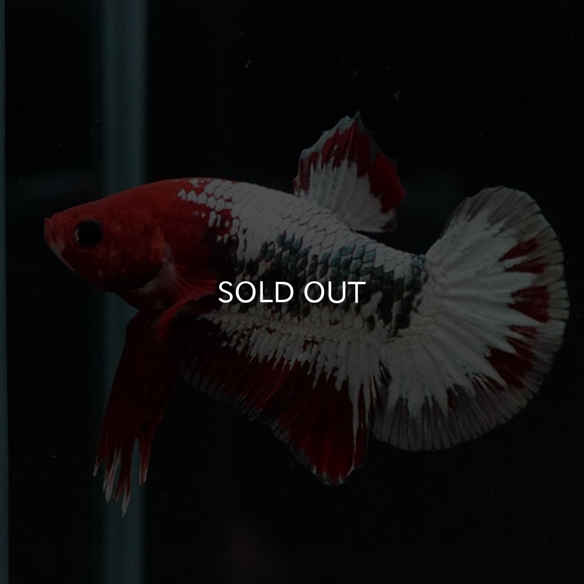 画像4: HMPK　ヘルボーイ (4)