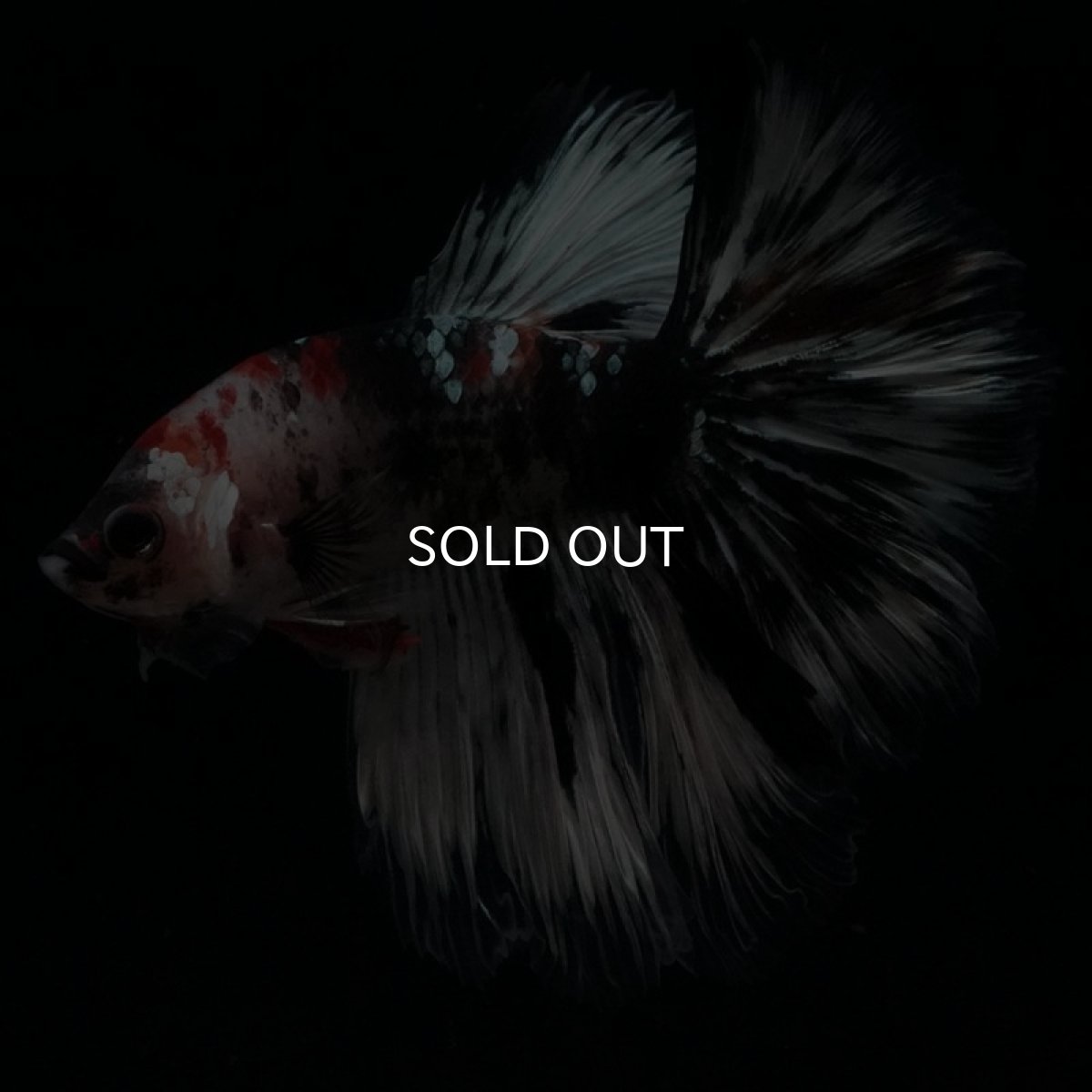 画像6: HM　鯉　変わり柄 (6)