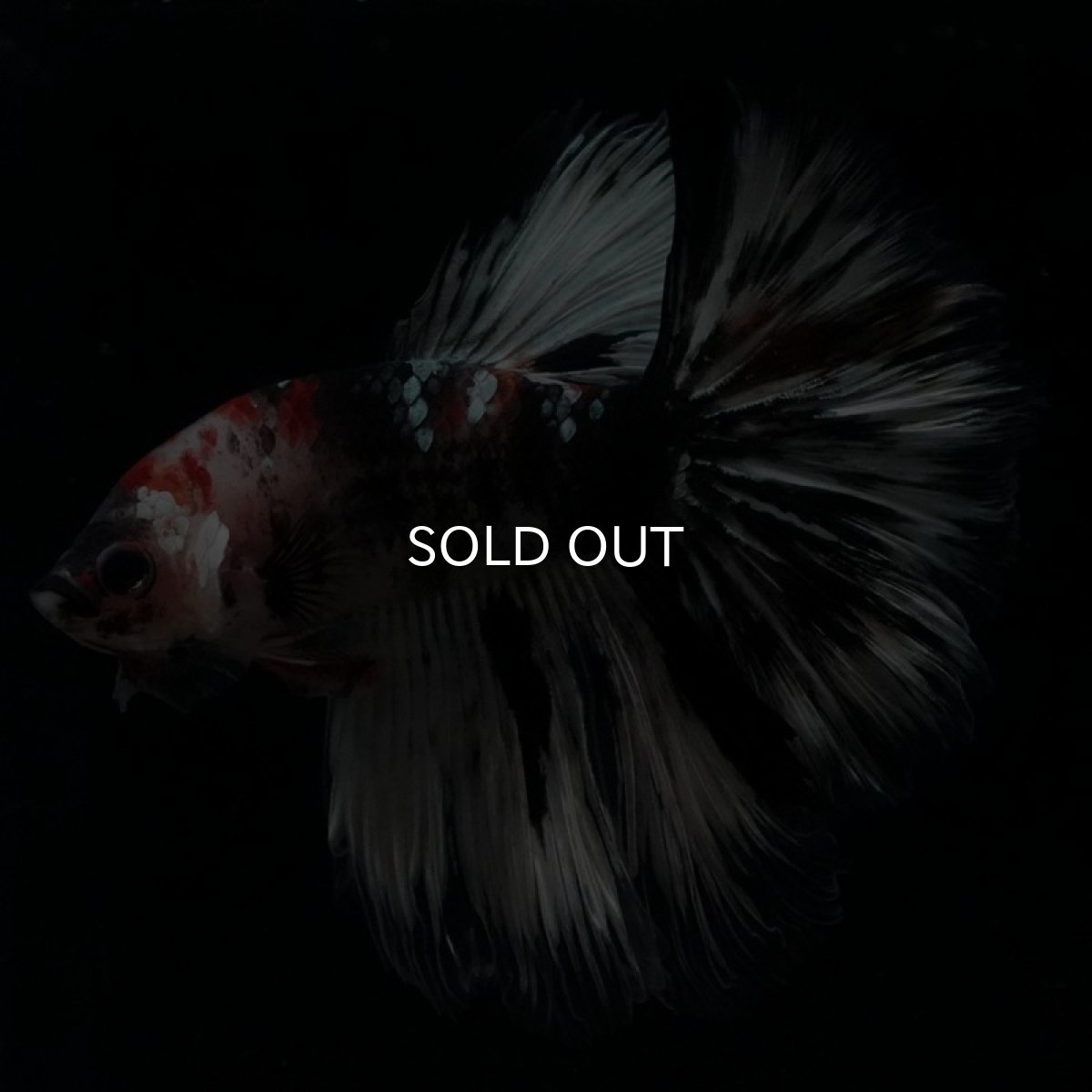 画像2: HM　鯉　変わり柄 (2)