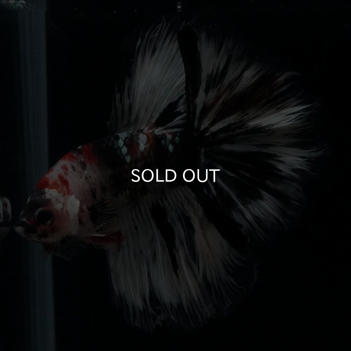 画像5: HM　鯉　変わり柄 (5)