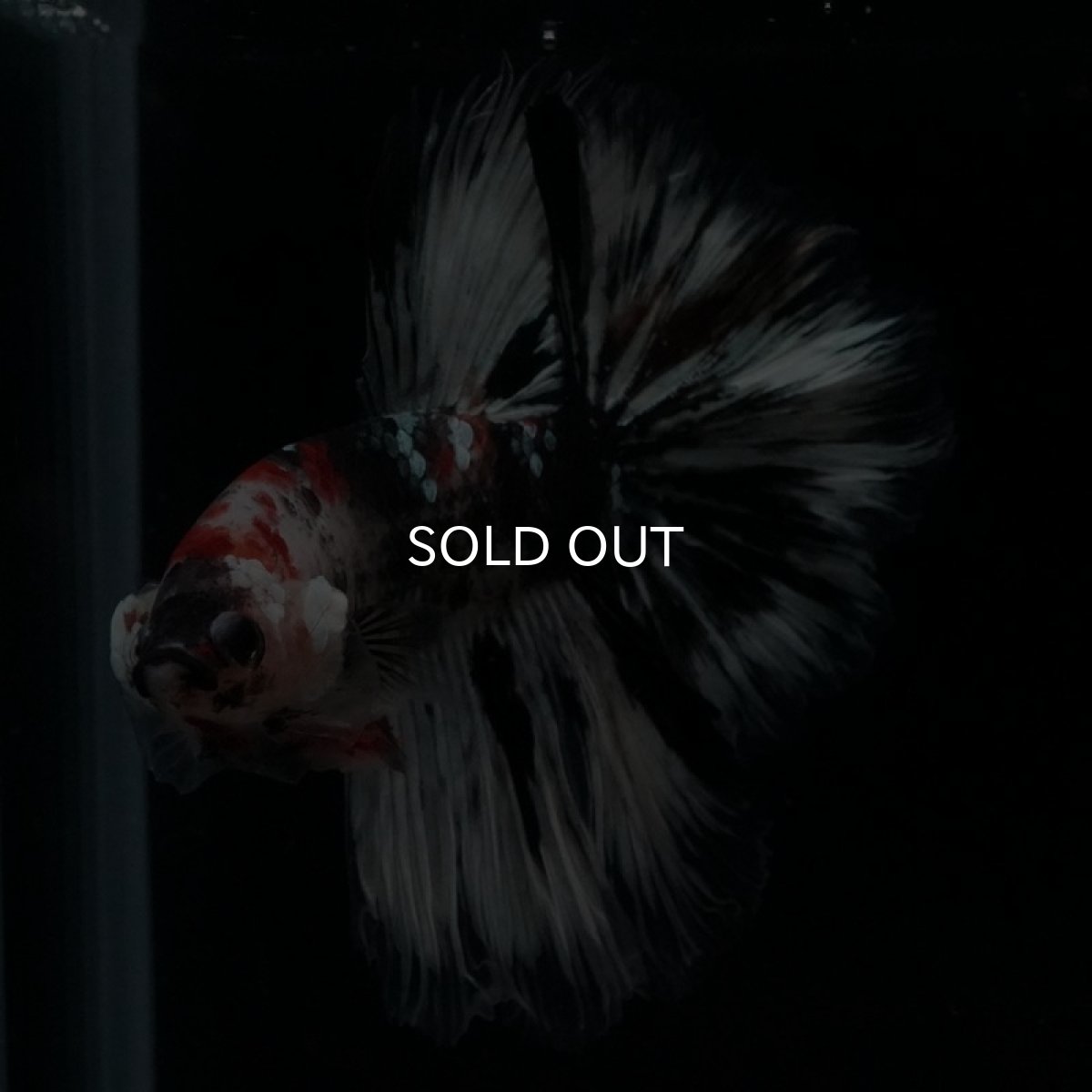 画像3: HM　鯉　変わり柄 (3)