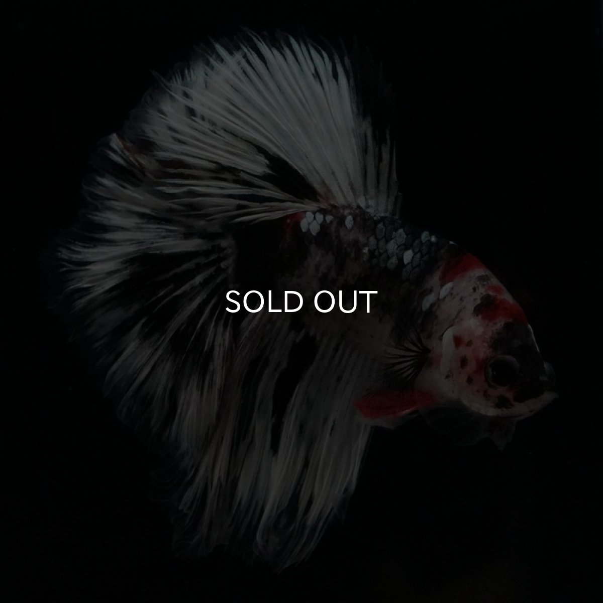 画像4: HM　鯉　変わり柄 (4)