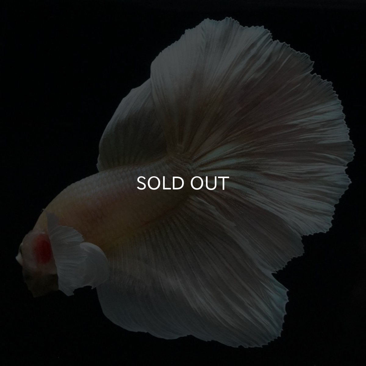 画像7: HM　ゴールドダンボ (7)