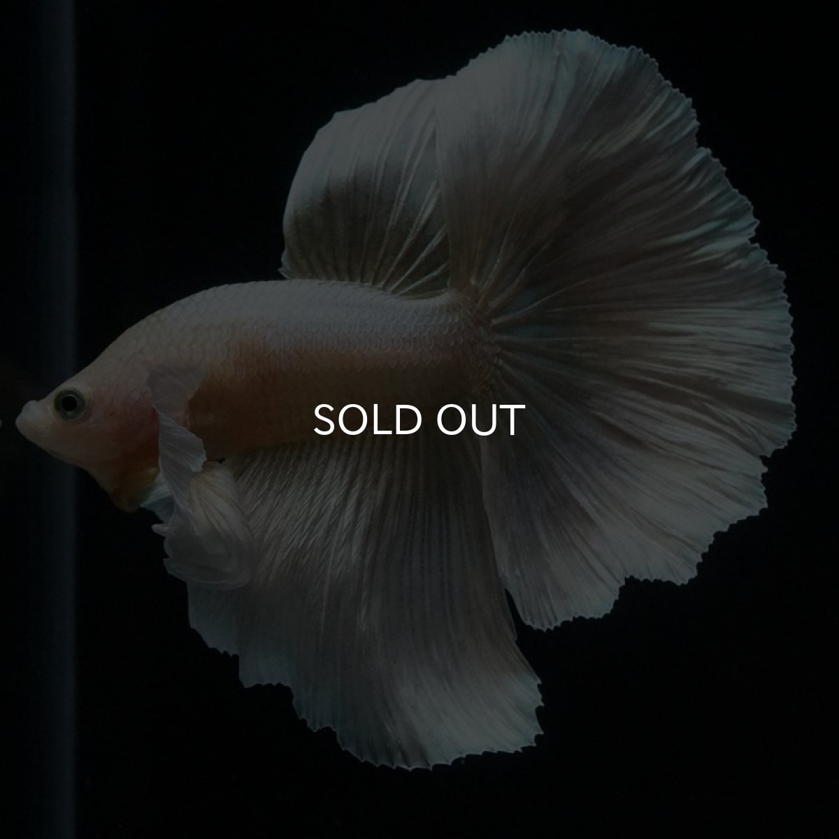 画像2: HM　ゴールドダンボ (2)