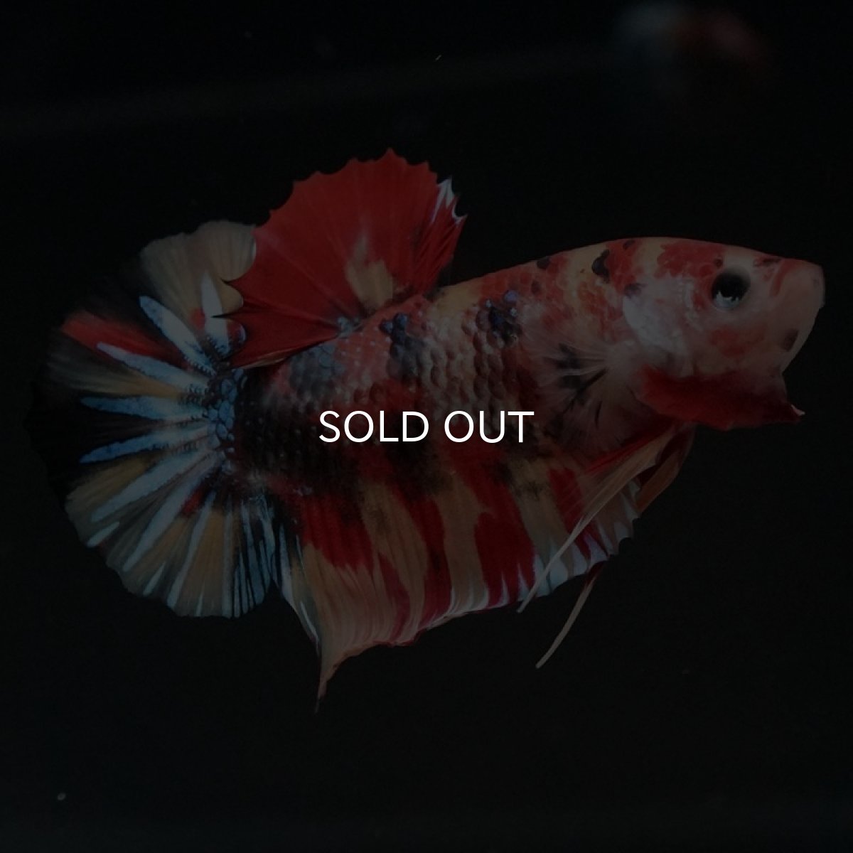 画像6: HMPK　キャンディ (6)