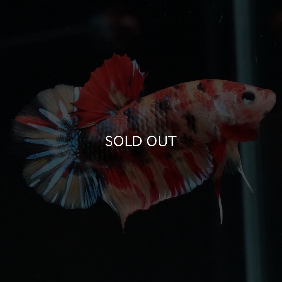 画像5: HMPK　キャンディ (5)