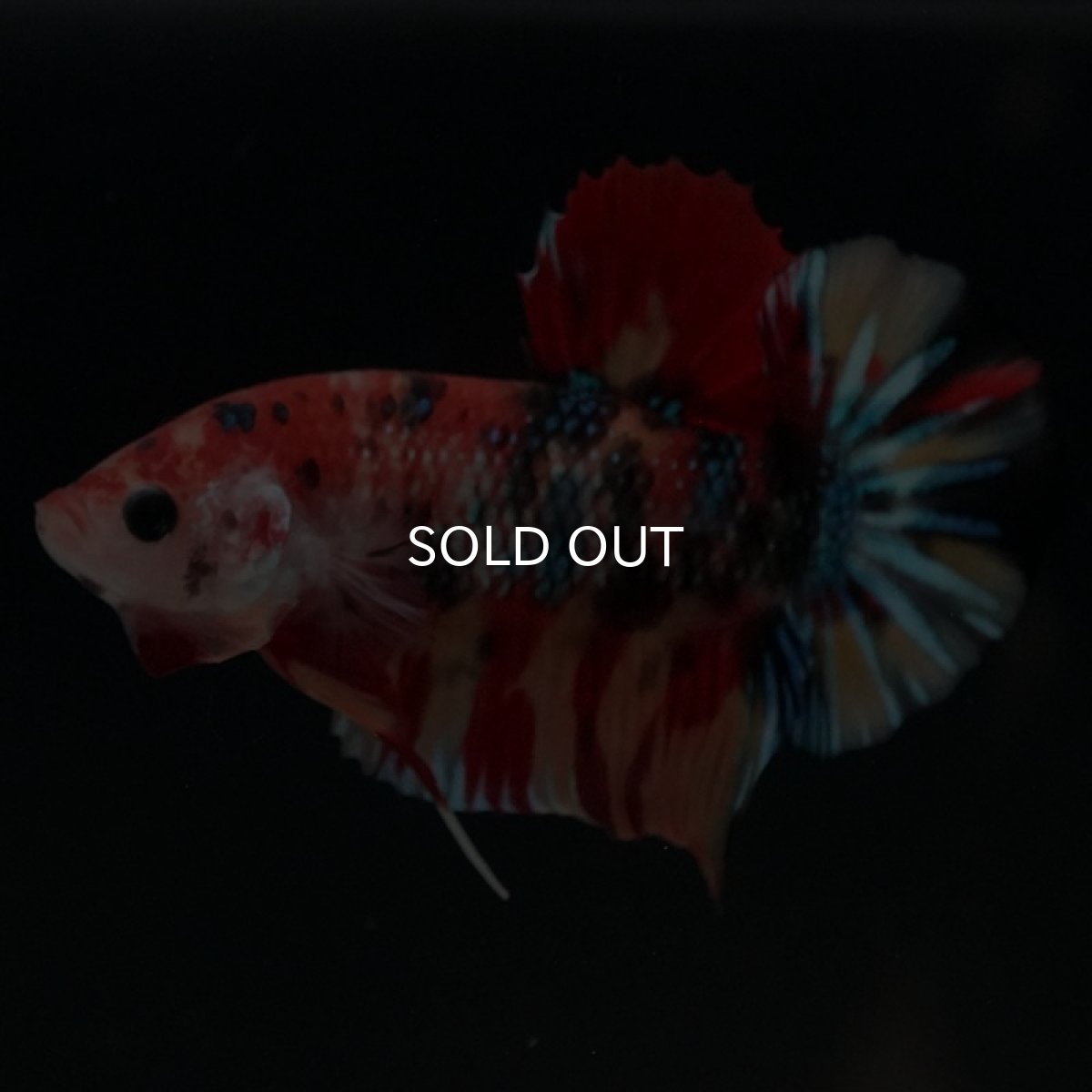 画像4: HMPK　キャンディ (4)