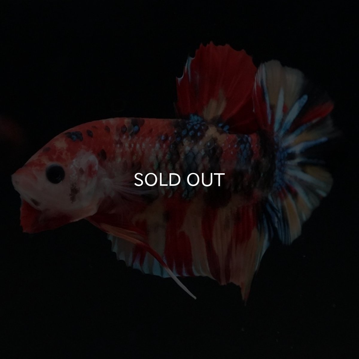 画像3: HMPK　キャンディ (3)