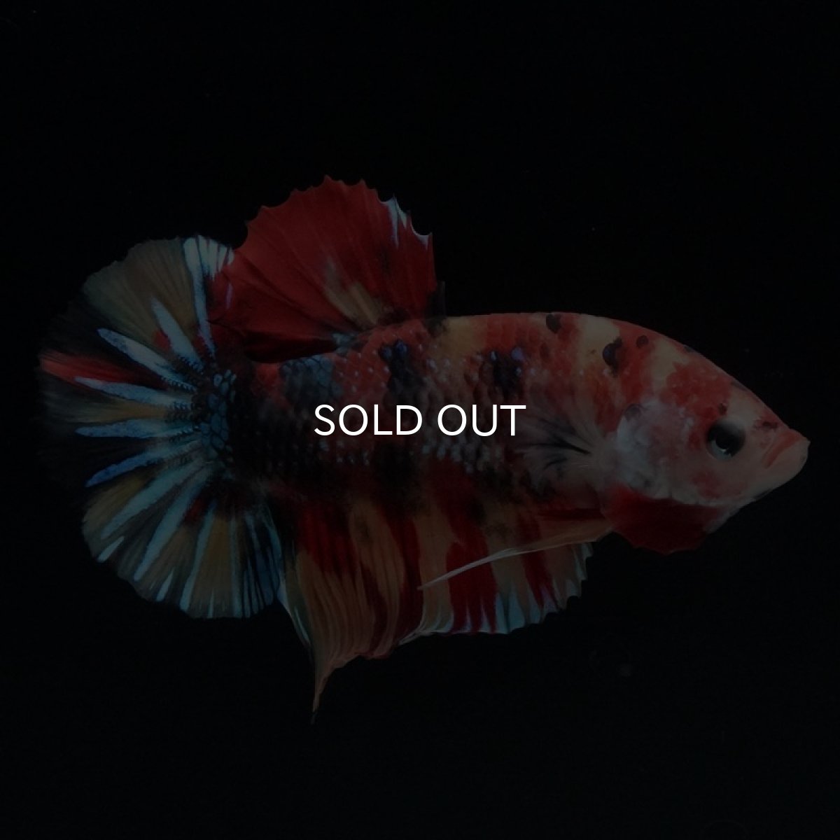 画像2: HMPK　キャンディ (2)