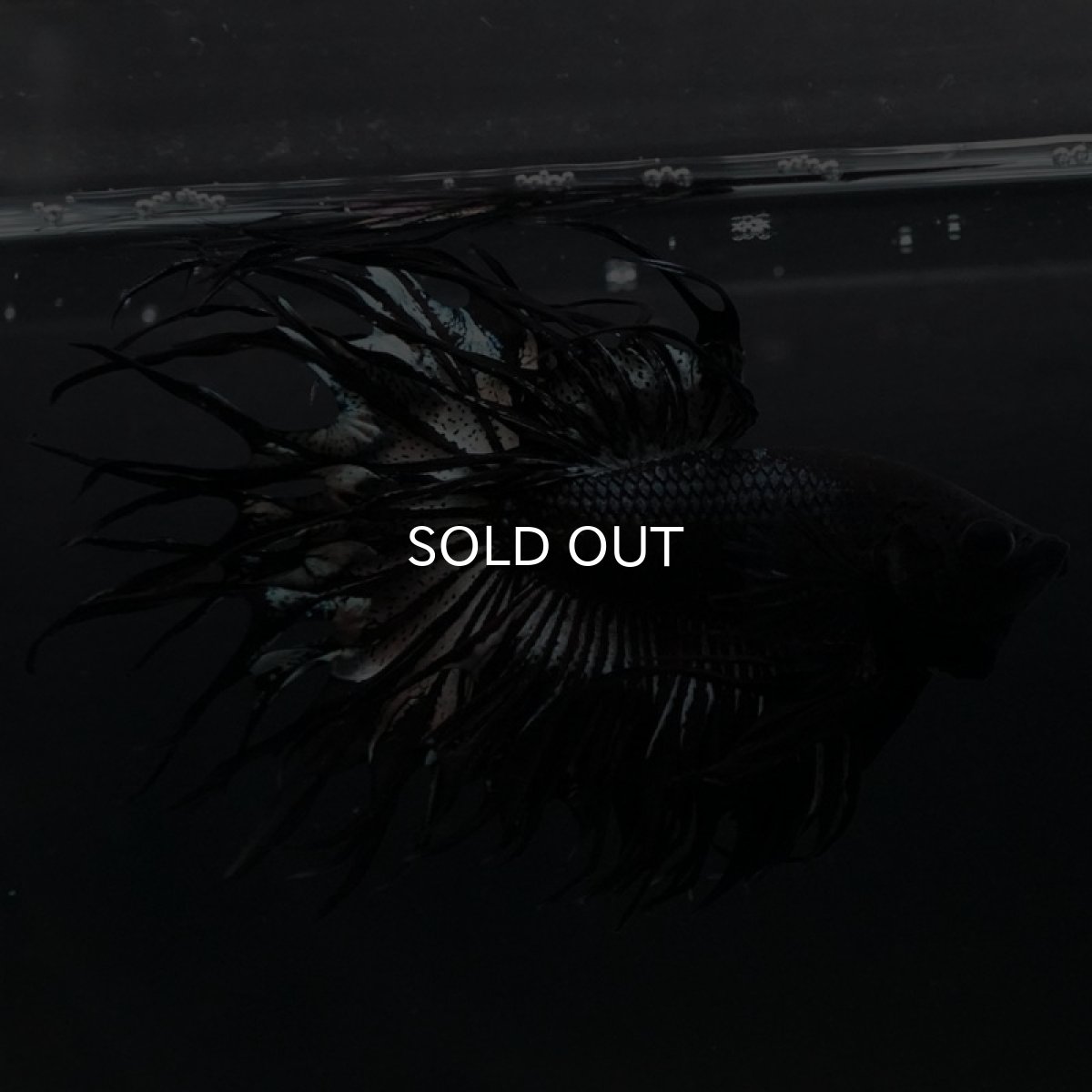 画像7: KCT ブラックカッパー (7)