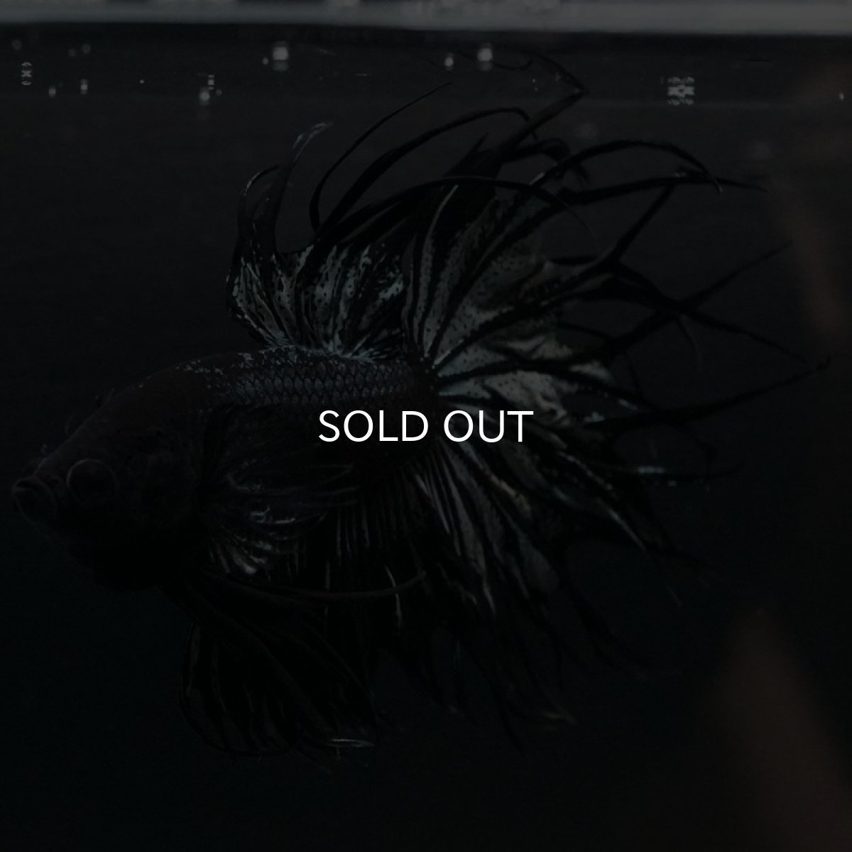 画像5: KCT ブラックカッパー (5)