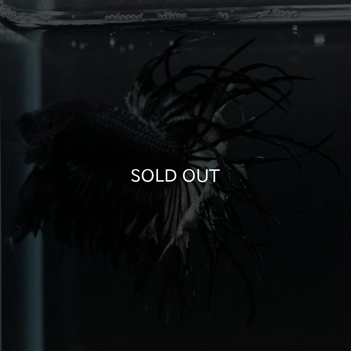 画像3: KCT ブラックカッパー (3)