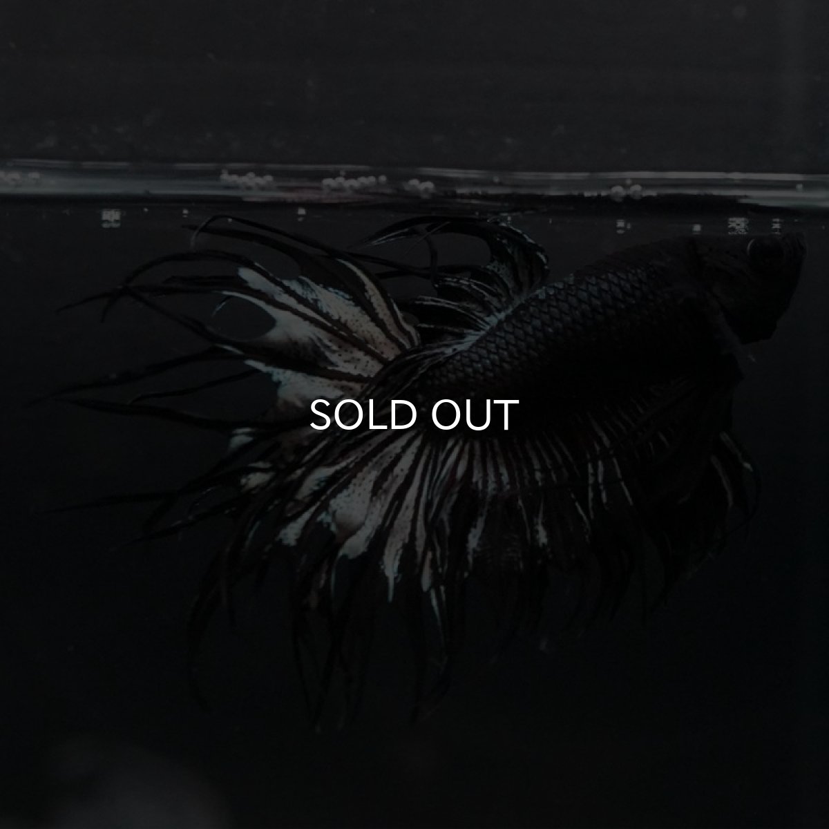 画像6: KCT ブラックカッパー (6)