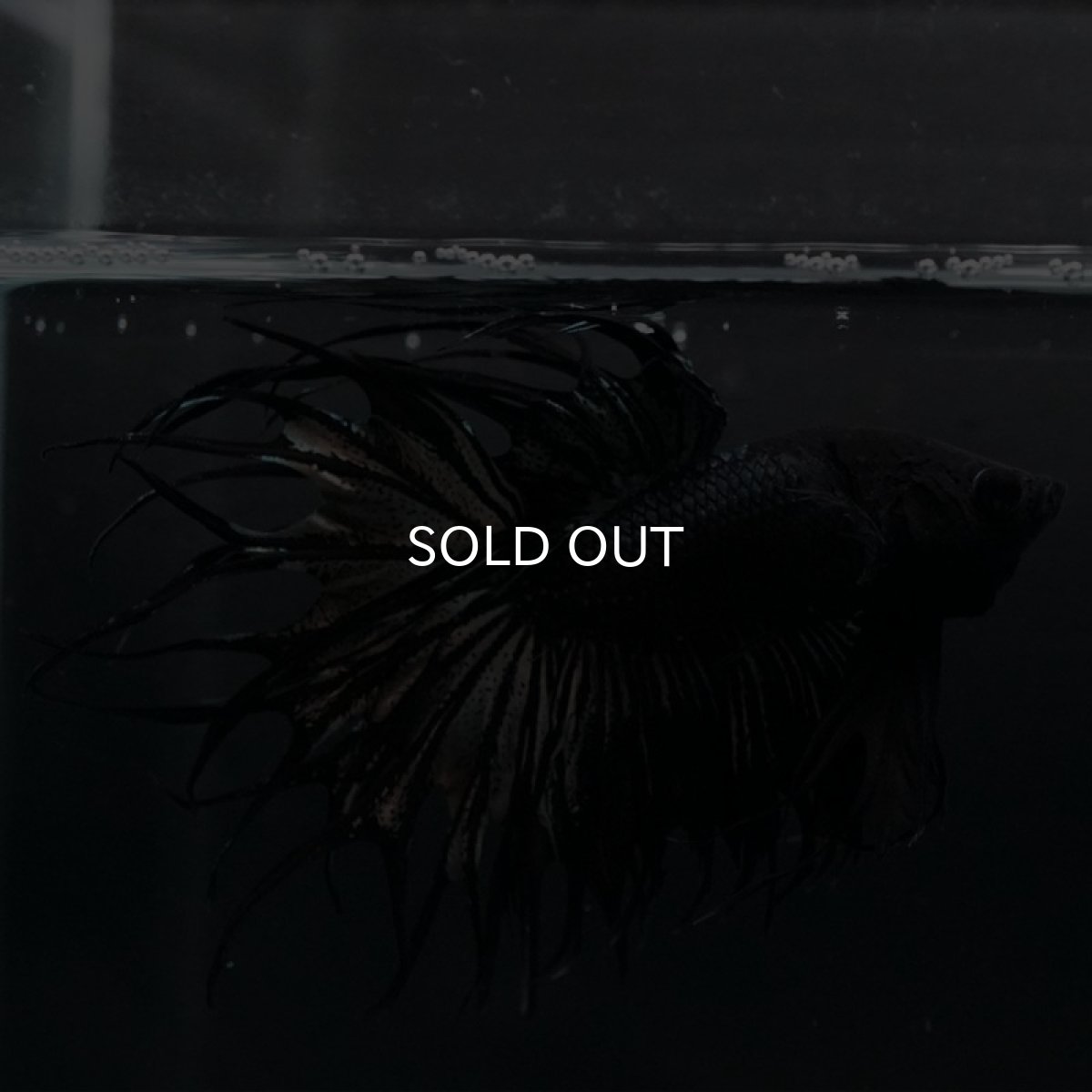 画像4: KCT ブラックカッパー (4)