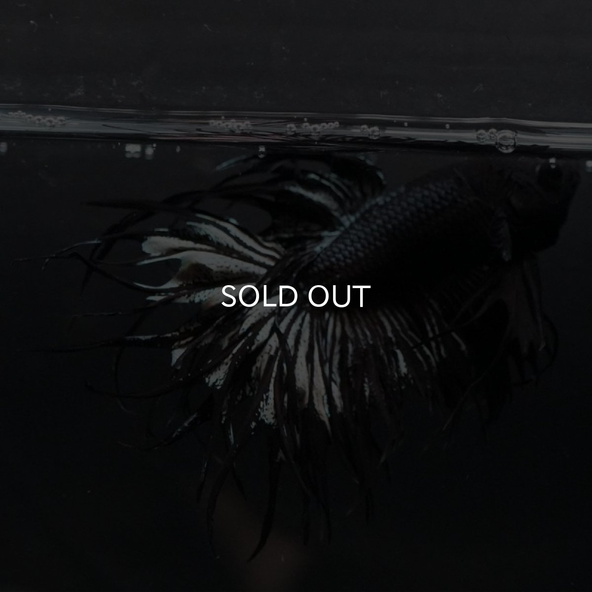 画像2: KCT ブラックカッパー (2)