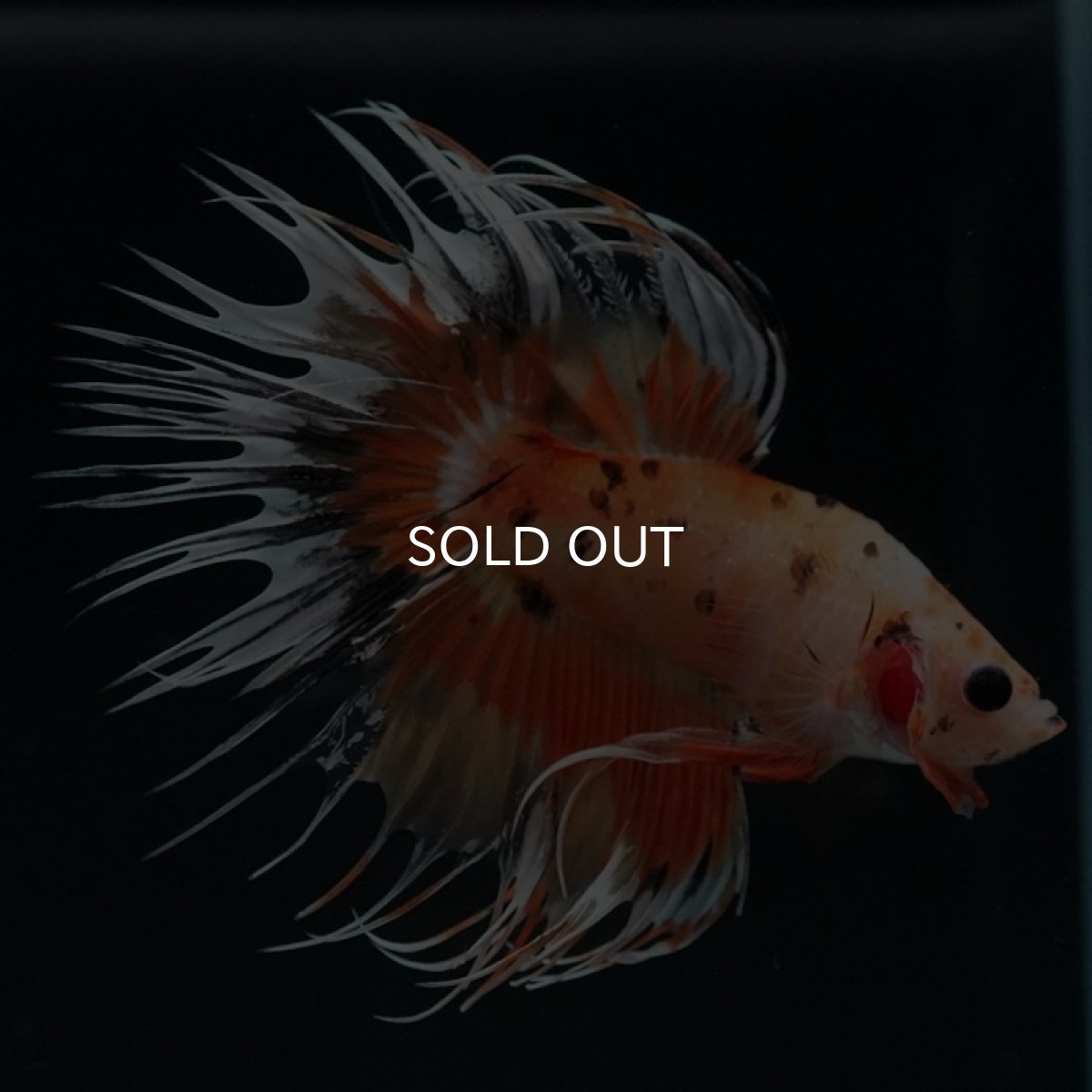 画像6: CT オレンジファンシー (6)