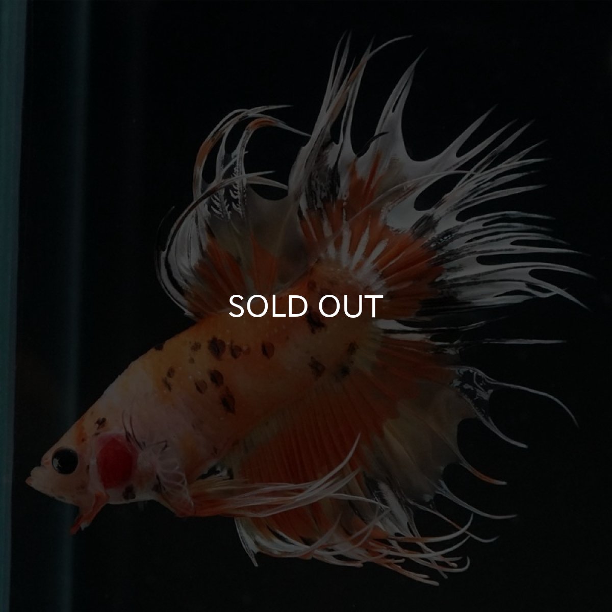 画像5: CT オレンジファンシー (5)