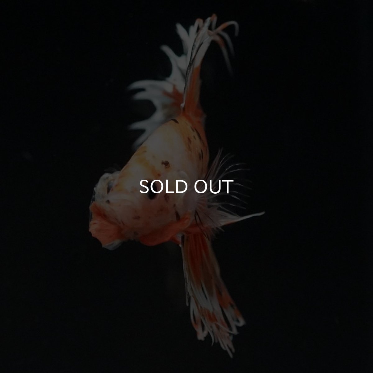 画像3: CT オレンジファンシー (3)