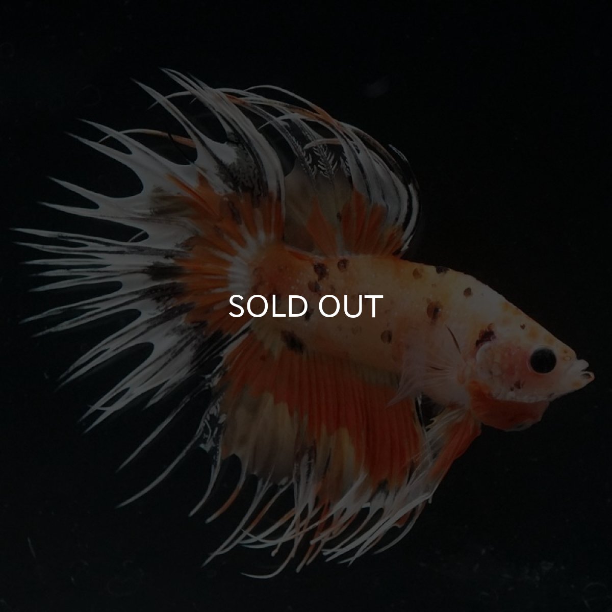 画像4: CT オレンジファンシー (4)