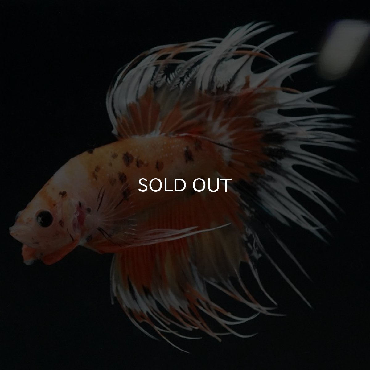 画像2: CT オレンジファンシー (2)