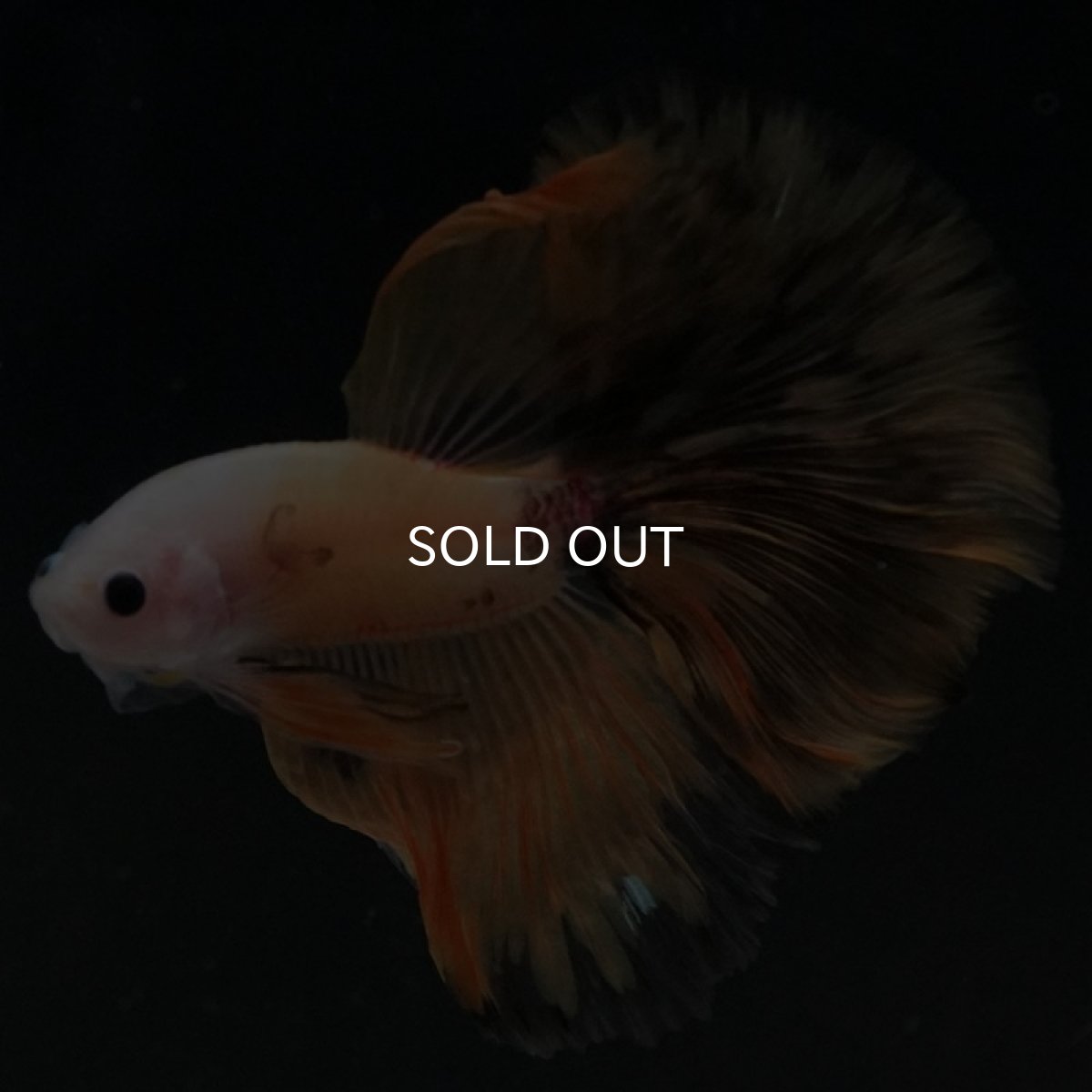 画像3: HM　イエローファンシー (3)