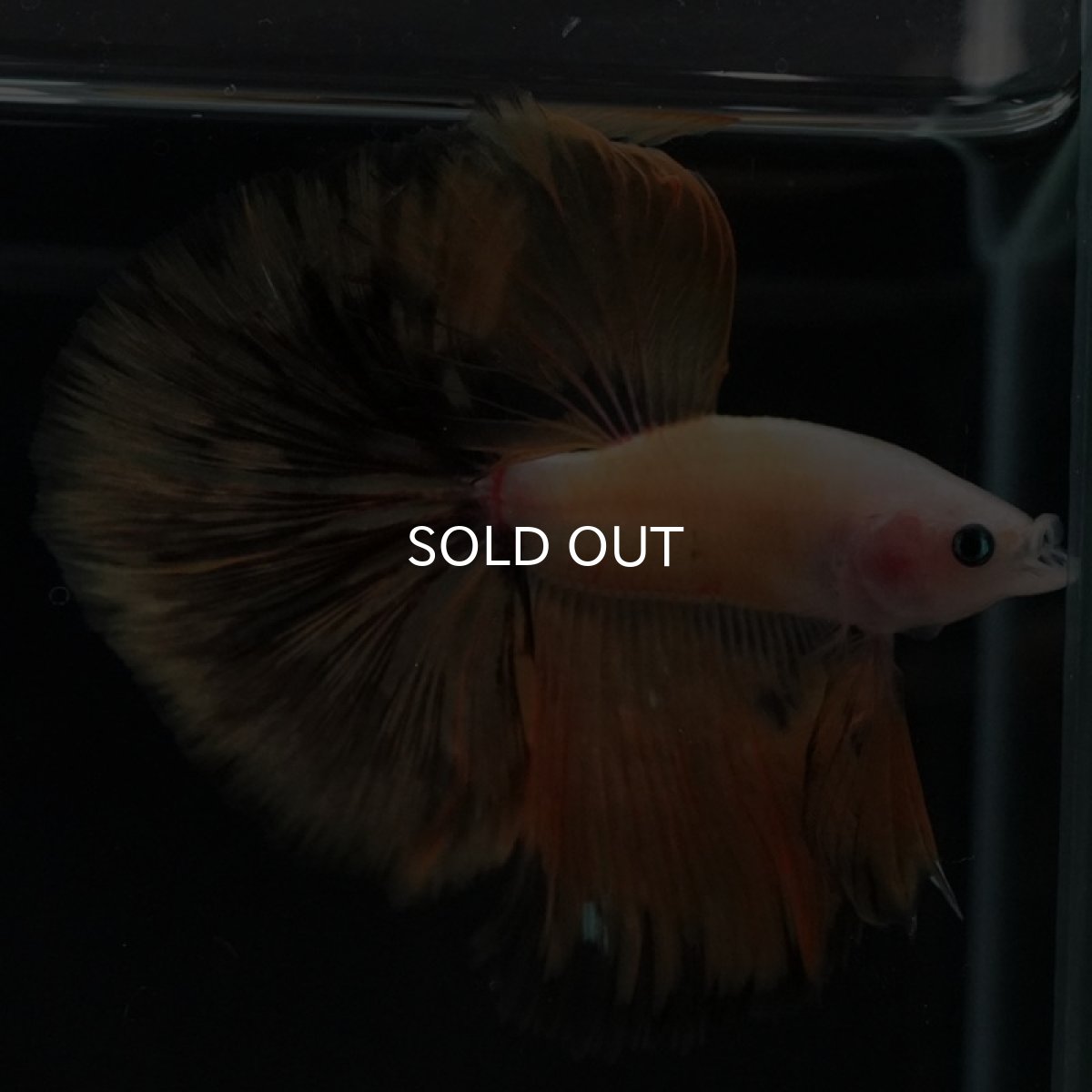 画像4: HM　イエローファンシー (4)