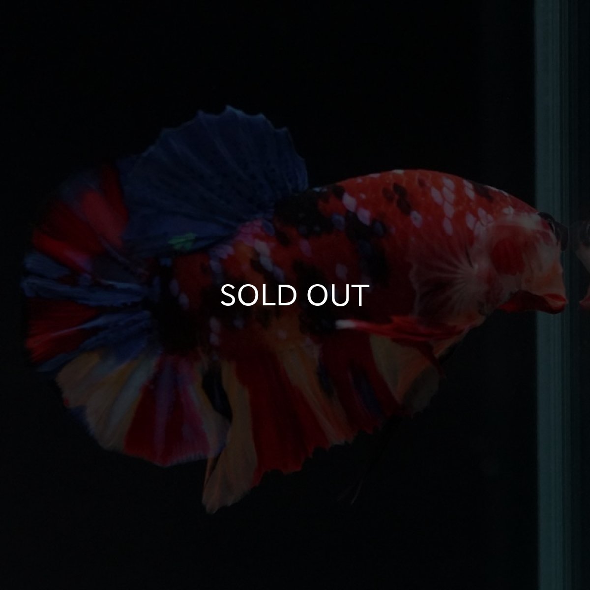 画像6: HMPK　キャンディギャラクシー (6)