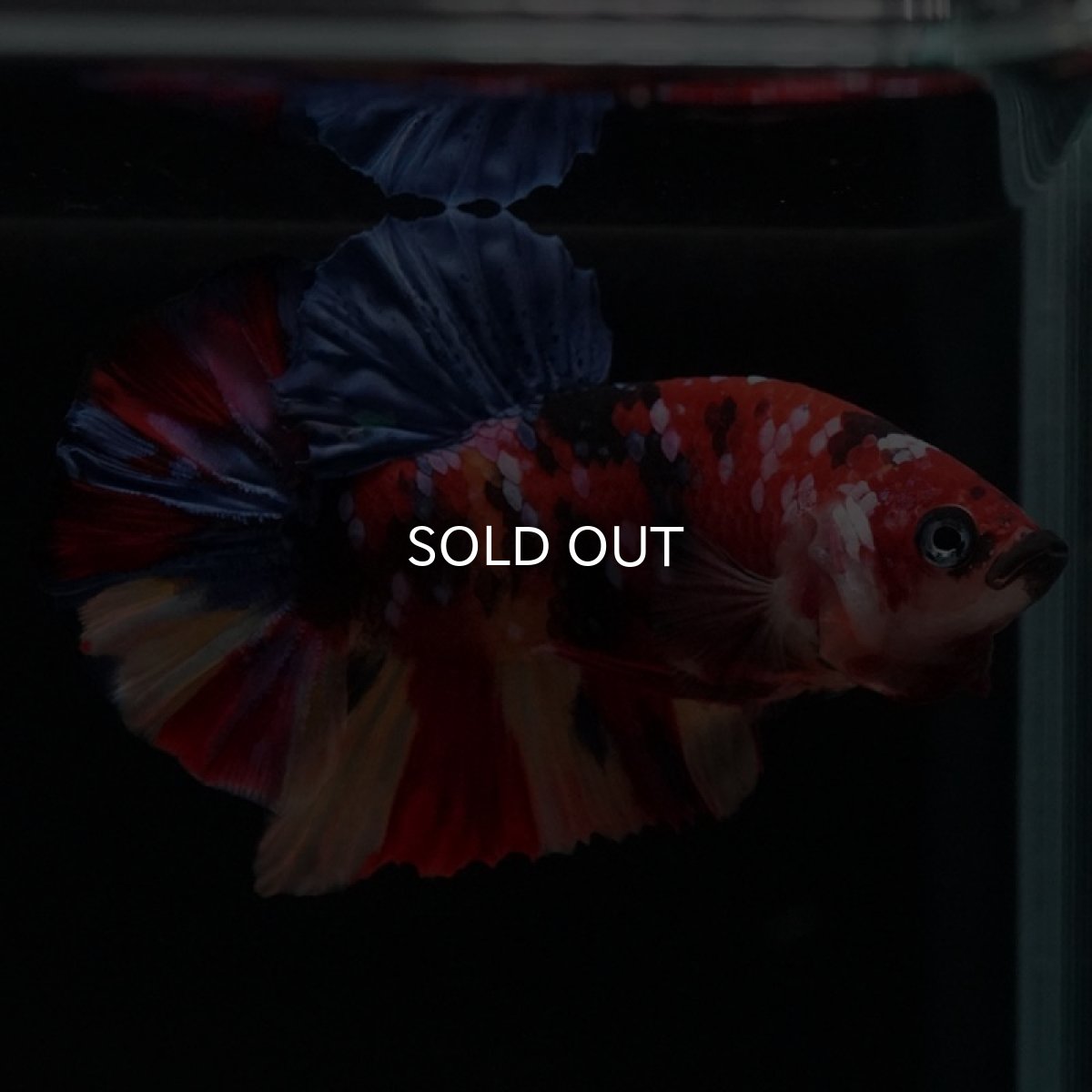 画像4: HMPK　キャンディギャラクシー (4)