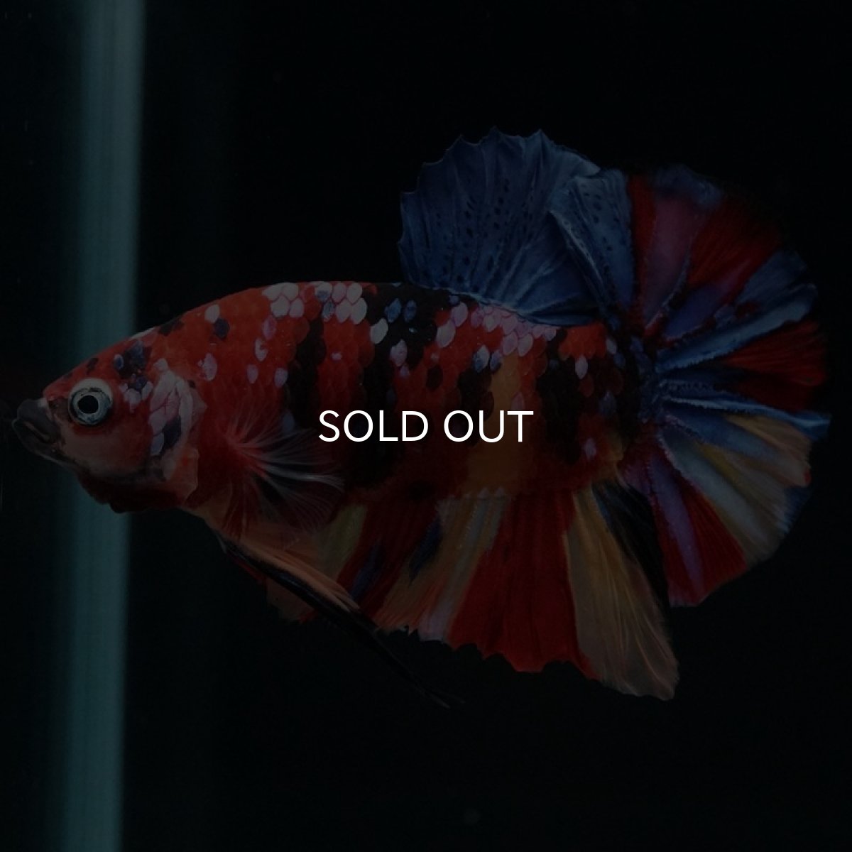 画像3: HMPK　キャンディギャラクシー (3)