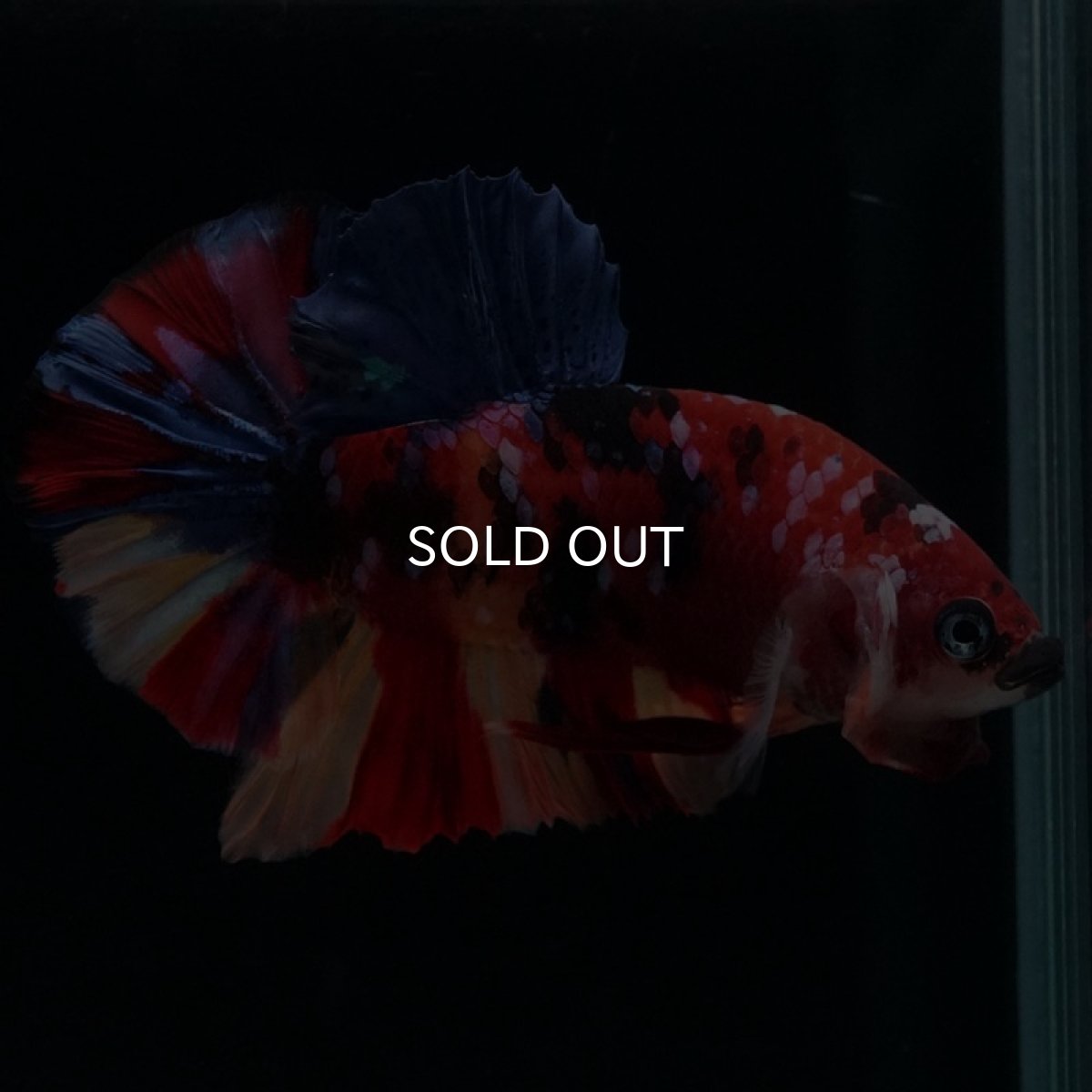 画像2: HMPK　キャンディギャラクシー (2)