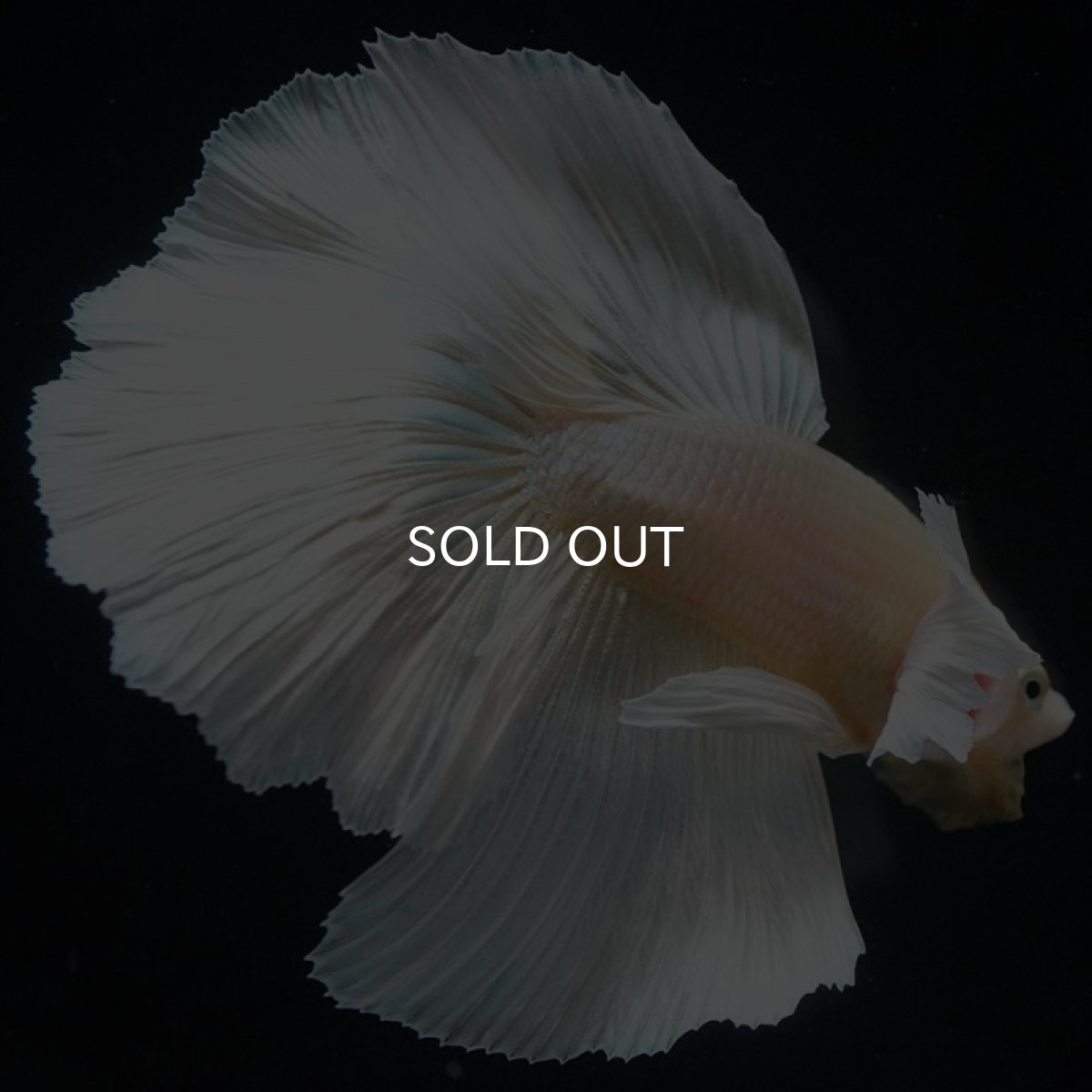 画像5: HM　ゴールドダンボ (5)