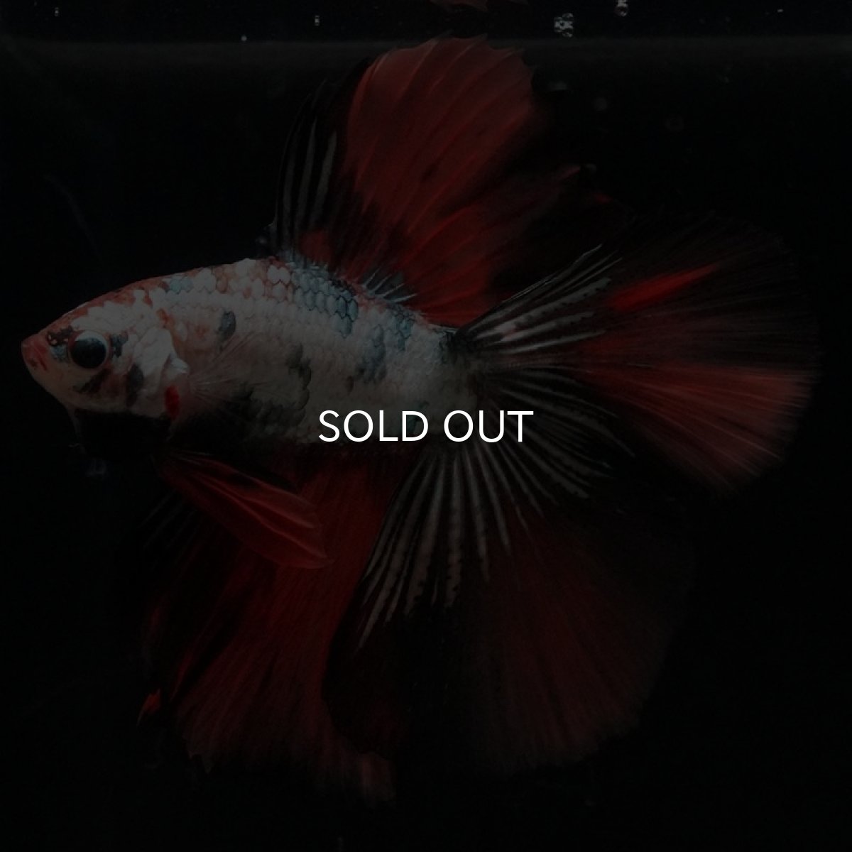 画像9: DTHM　キャンディカッパー (9)