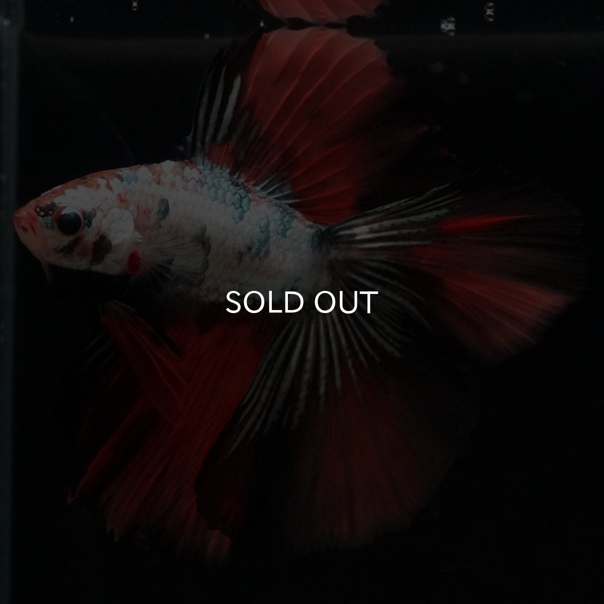 画像8: DTHM　キャンディカッパー (8)