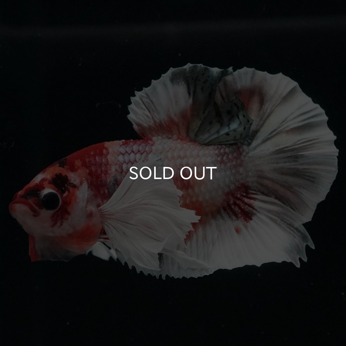 画像6: HMPK キャンディカッパーダンボ (6)