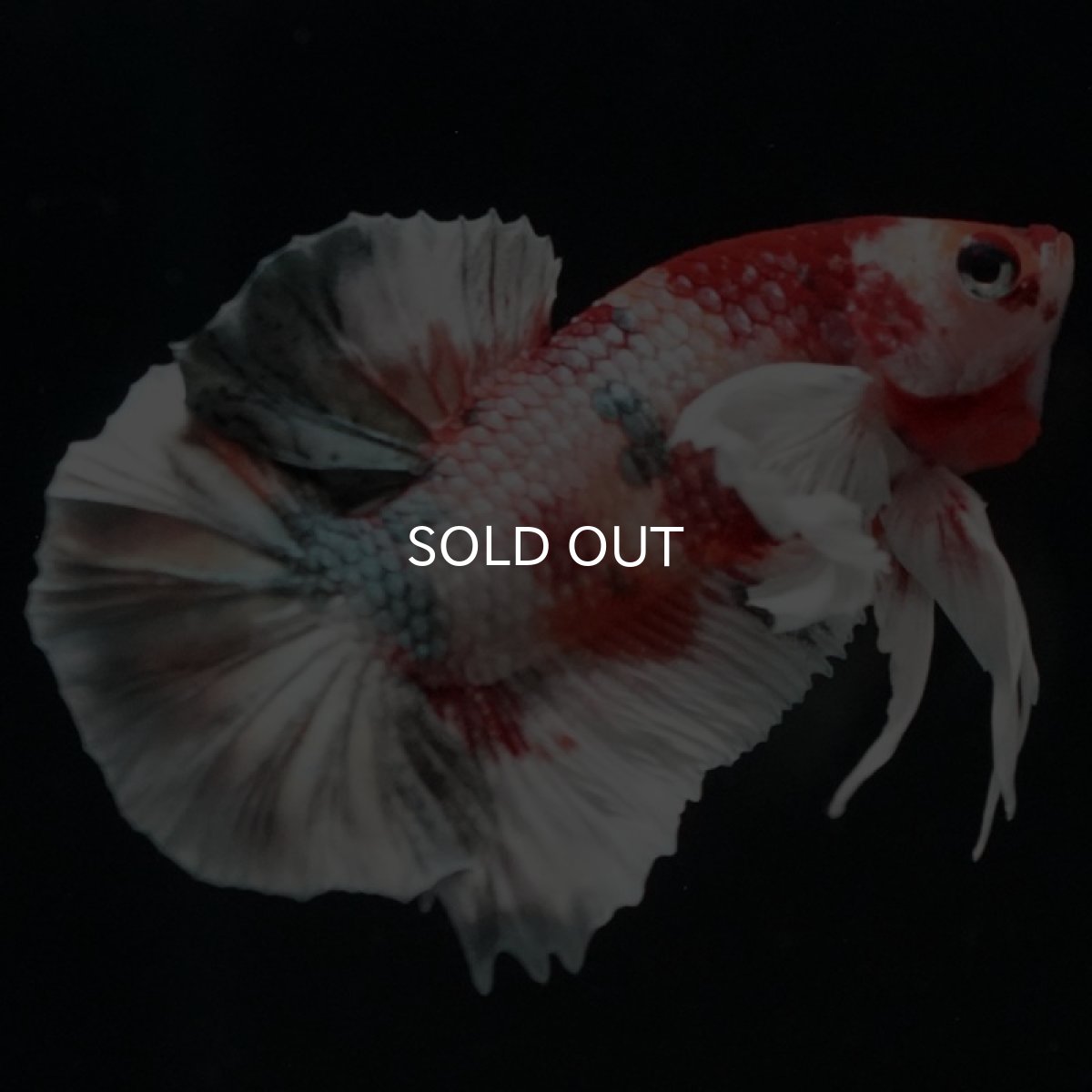 画像5: HMPK キャンディカッパーダンボ (5)