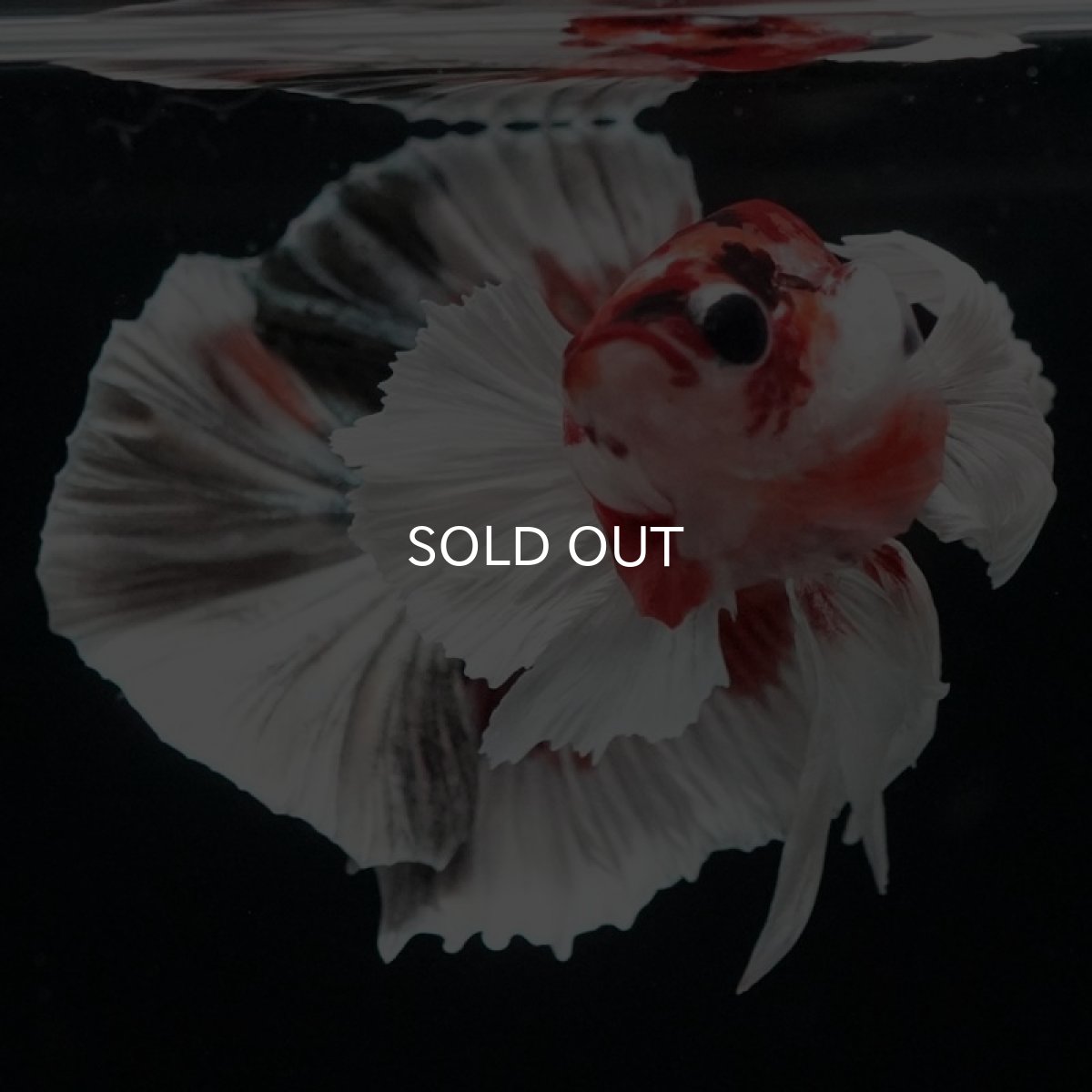 画像4: HMPK キャンディカッパーダンボ (4)