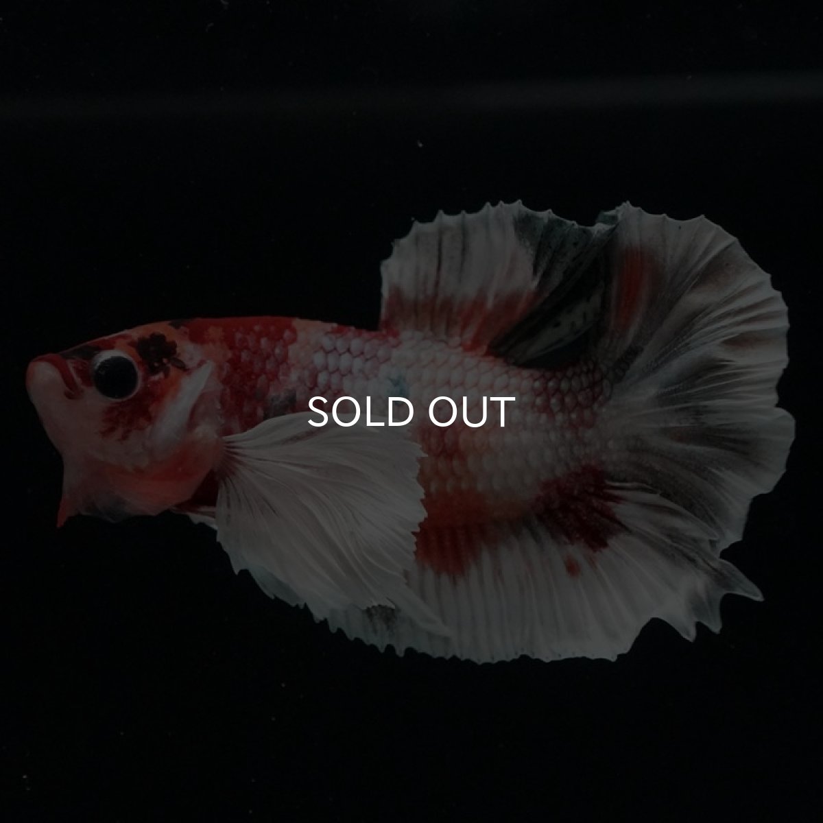 画像3: HMPK キャンディカッパーダンボ (3)