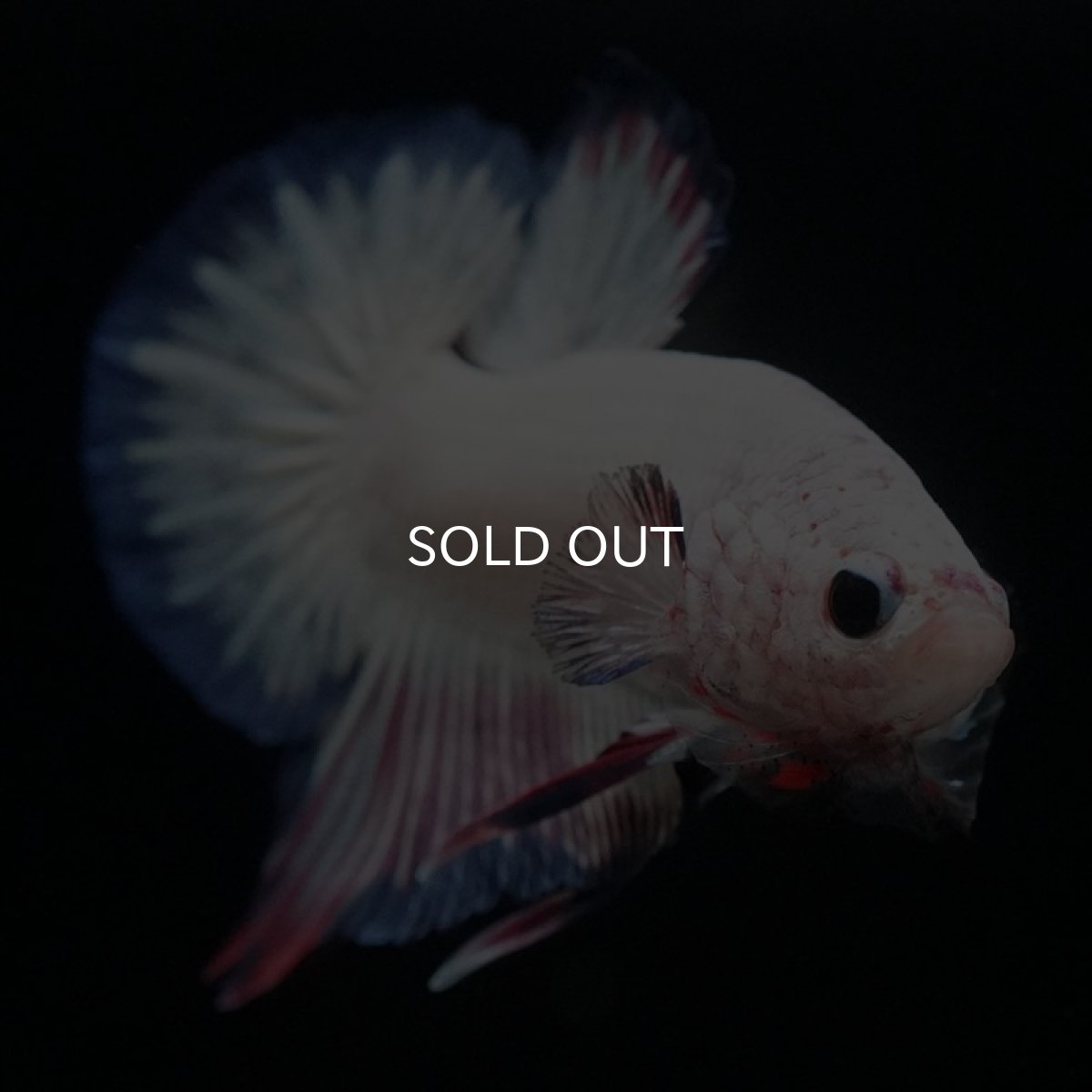 画像3: HMPK　ホワイトファンシー (3)