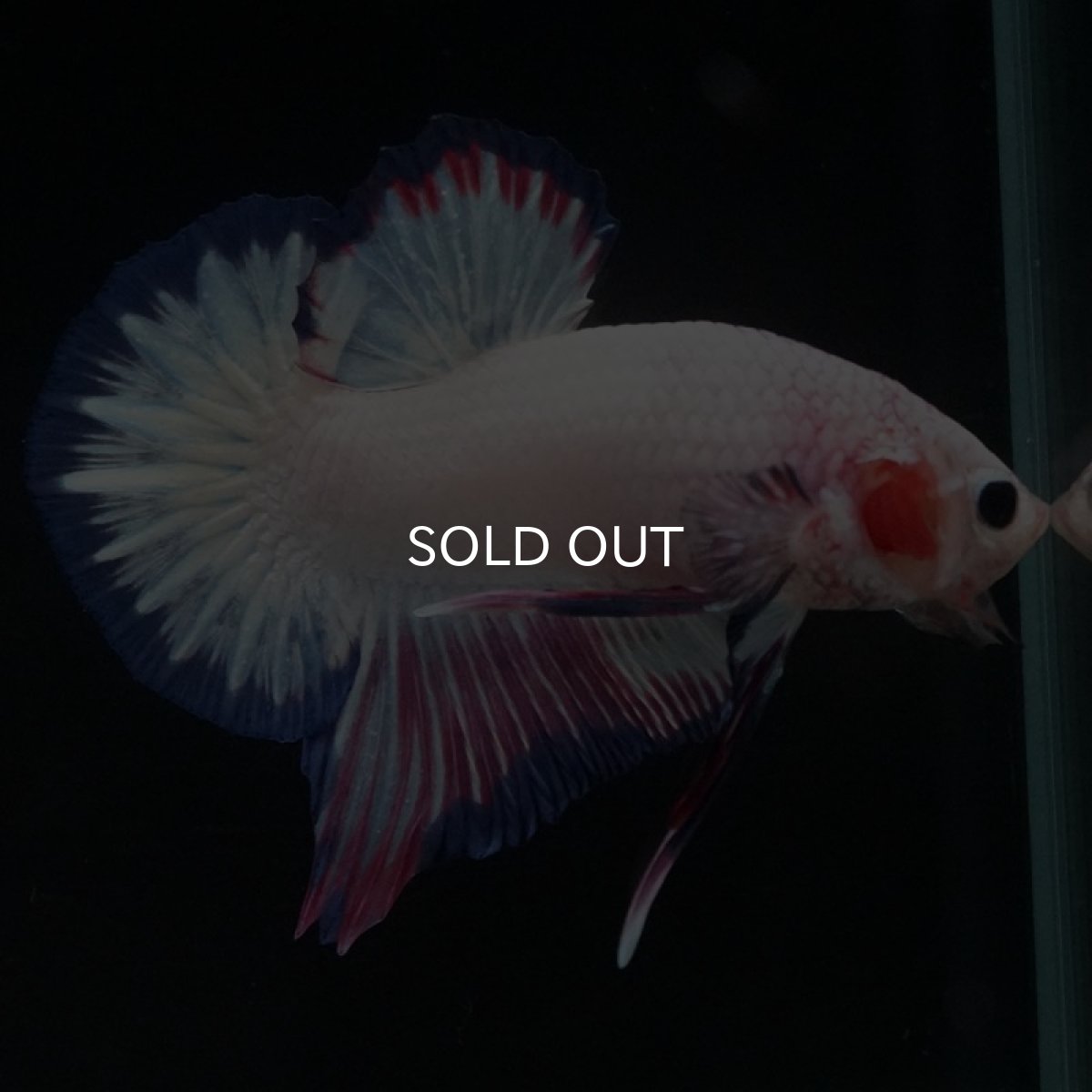 画像6: HMPK　ホワイトファンシー (6)