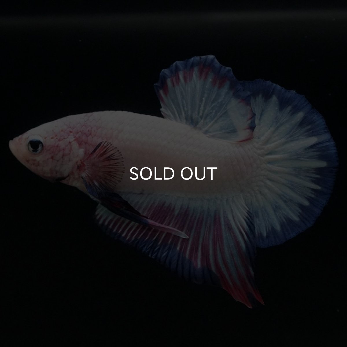 画像5: HMPK　ホワイトファンシー (5)