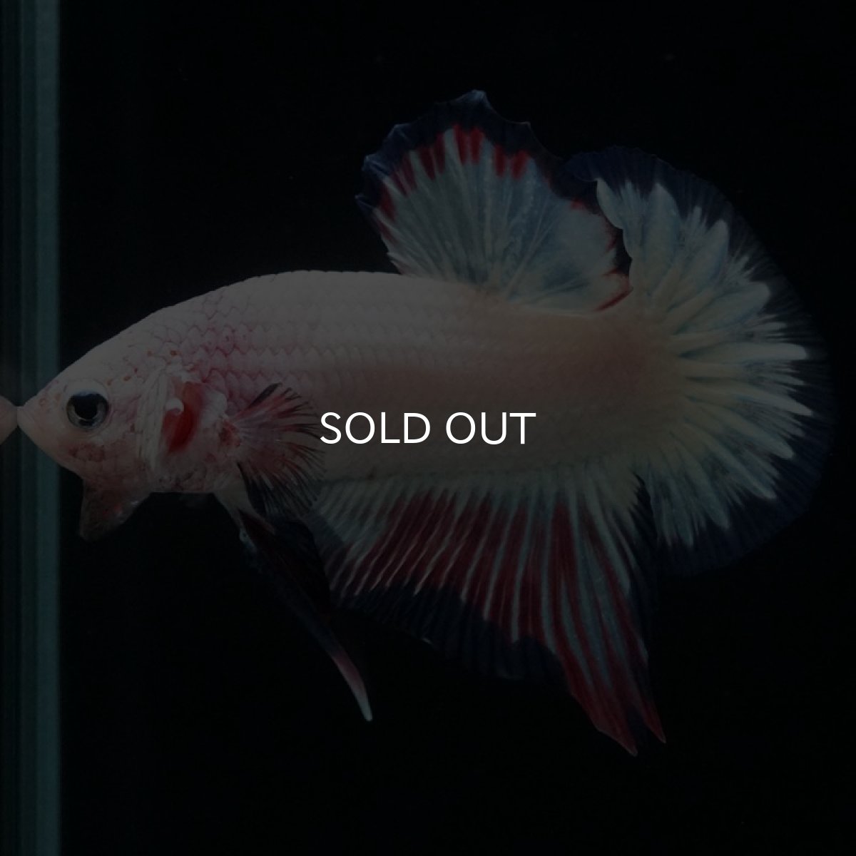 画像2: HMPK　ホワイトファンシー (2)