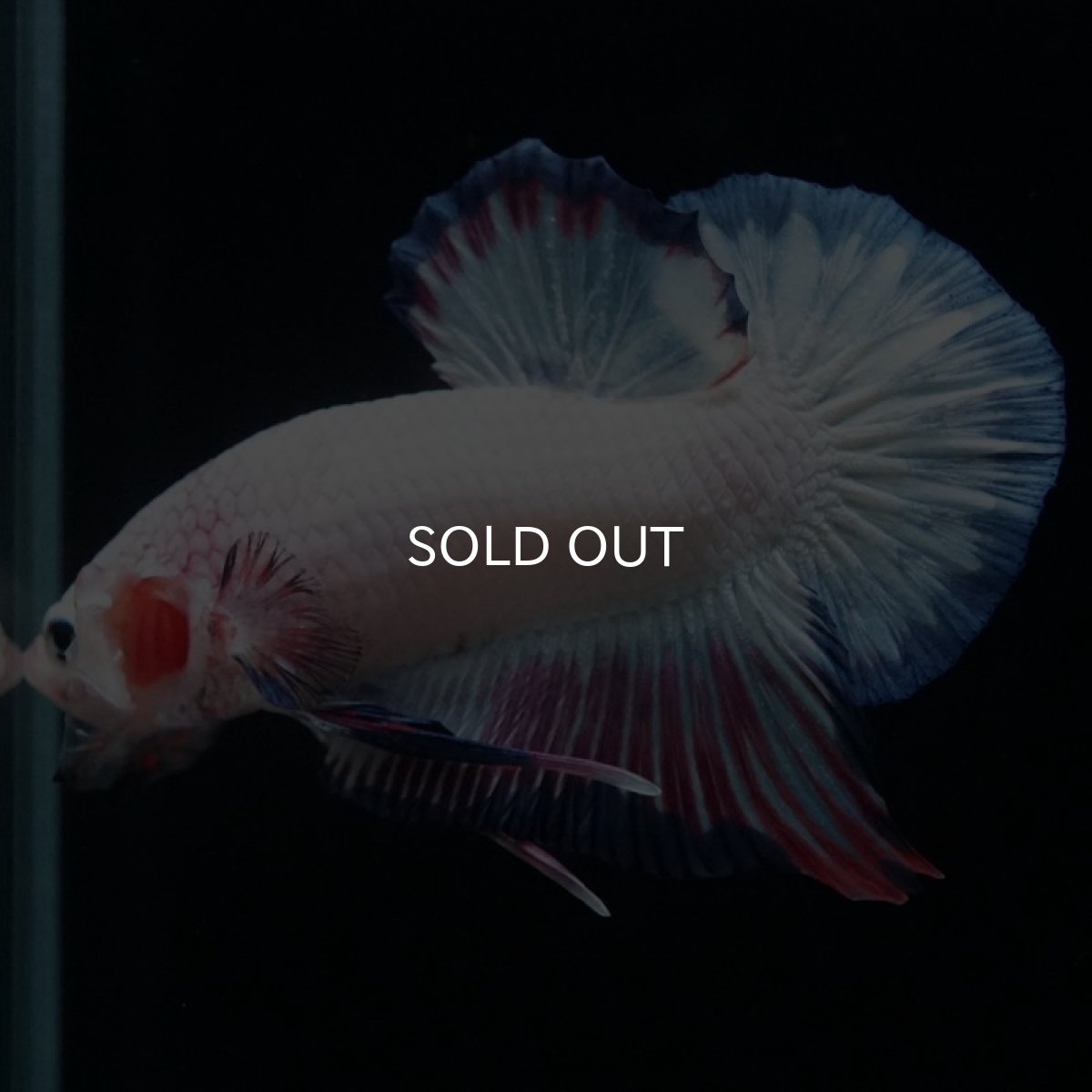 画像4: HMPK　ホワイトファンシー (4)