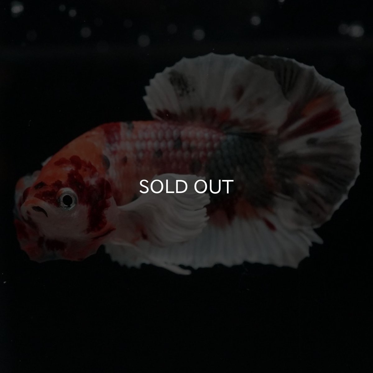 画像6: HMPK　キャンディカッパーダンボ (6)