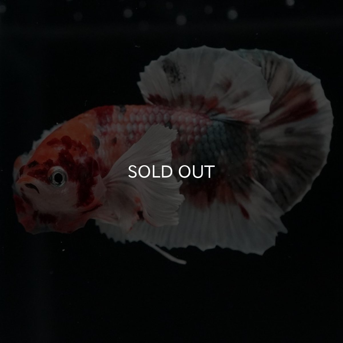 画像4: HMPK　キャンディカッパーダンボ (4)