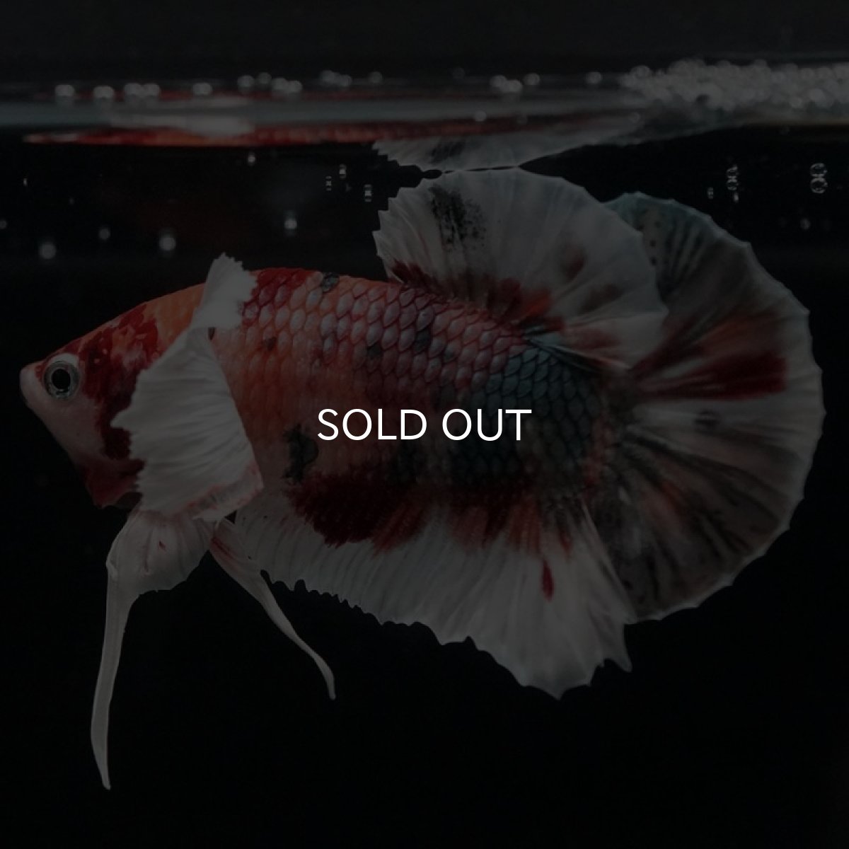 画像2: HMPK　キャンディカッパーダンボ (2)