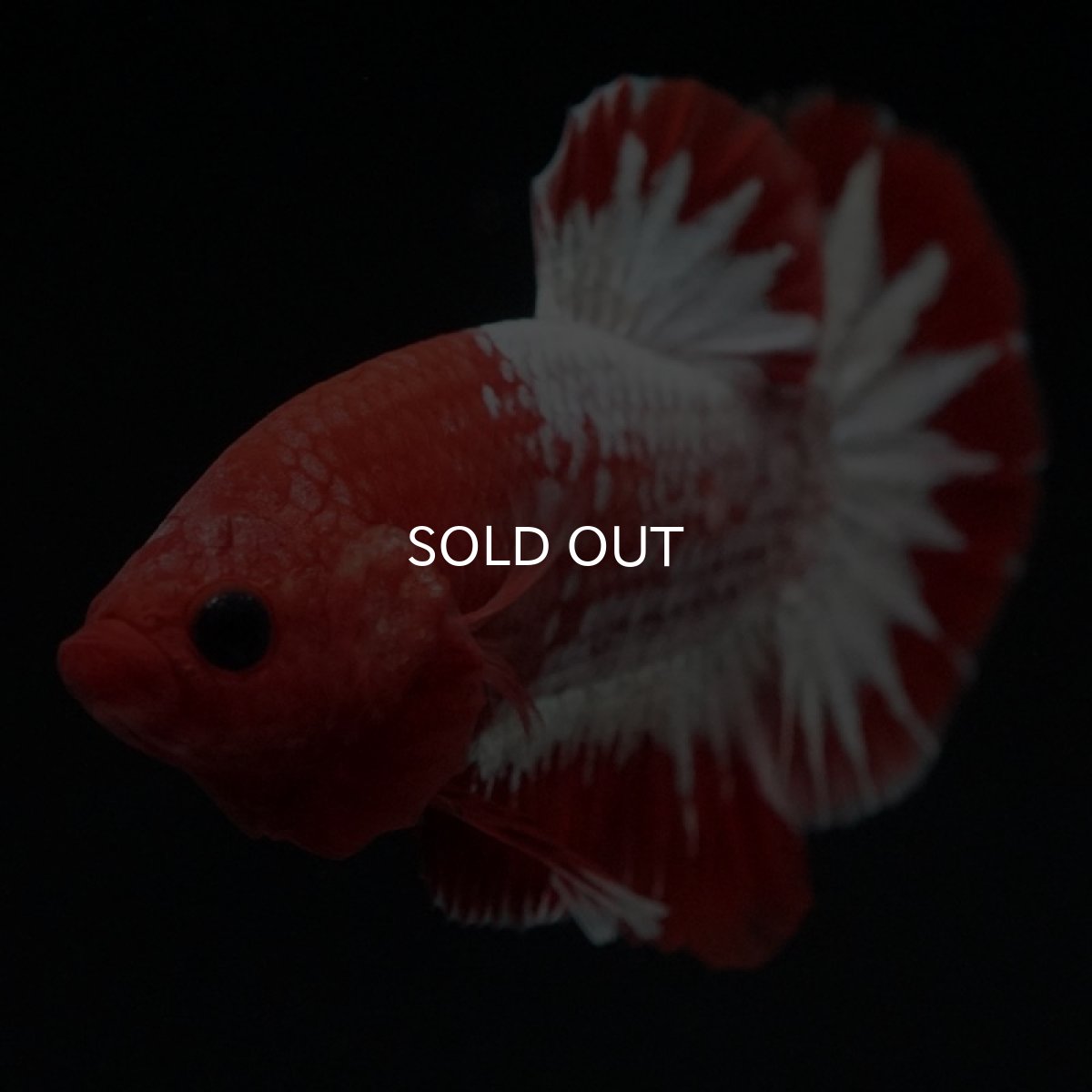 画像4: HMPK　ヘルボーイ (4)