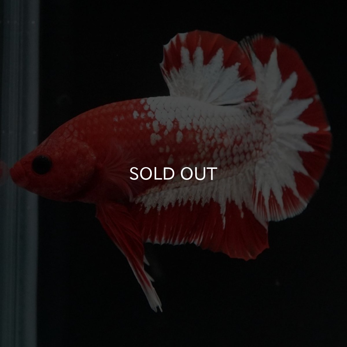 画像3: HMPK　ヘルボーイ (3)